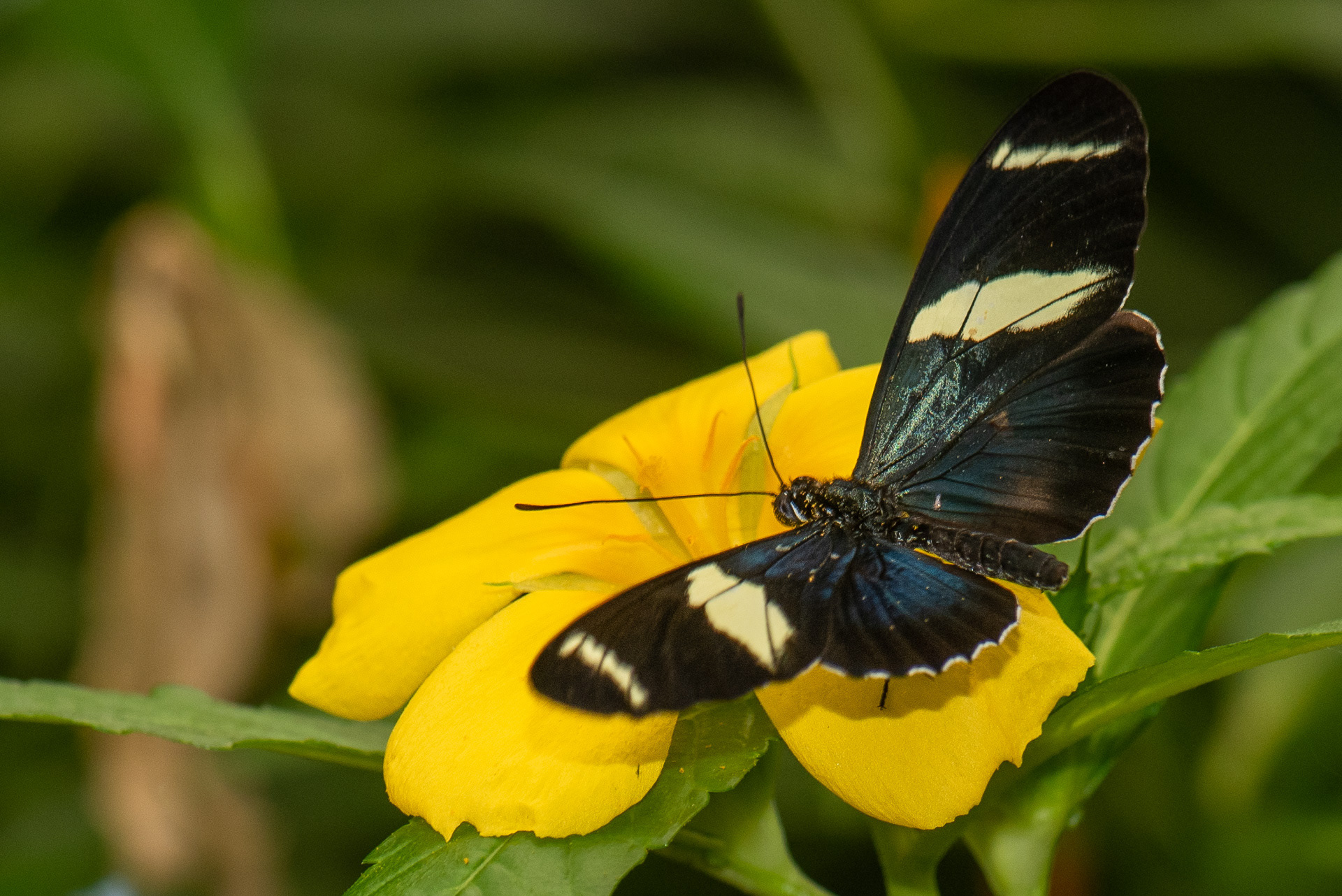 Cydno Longwing