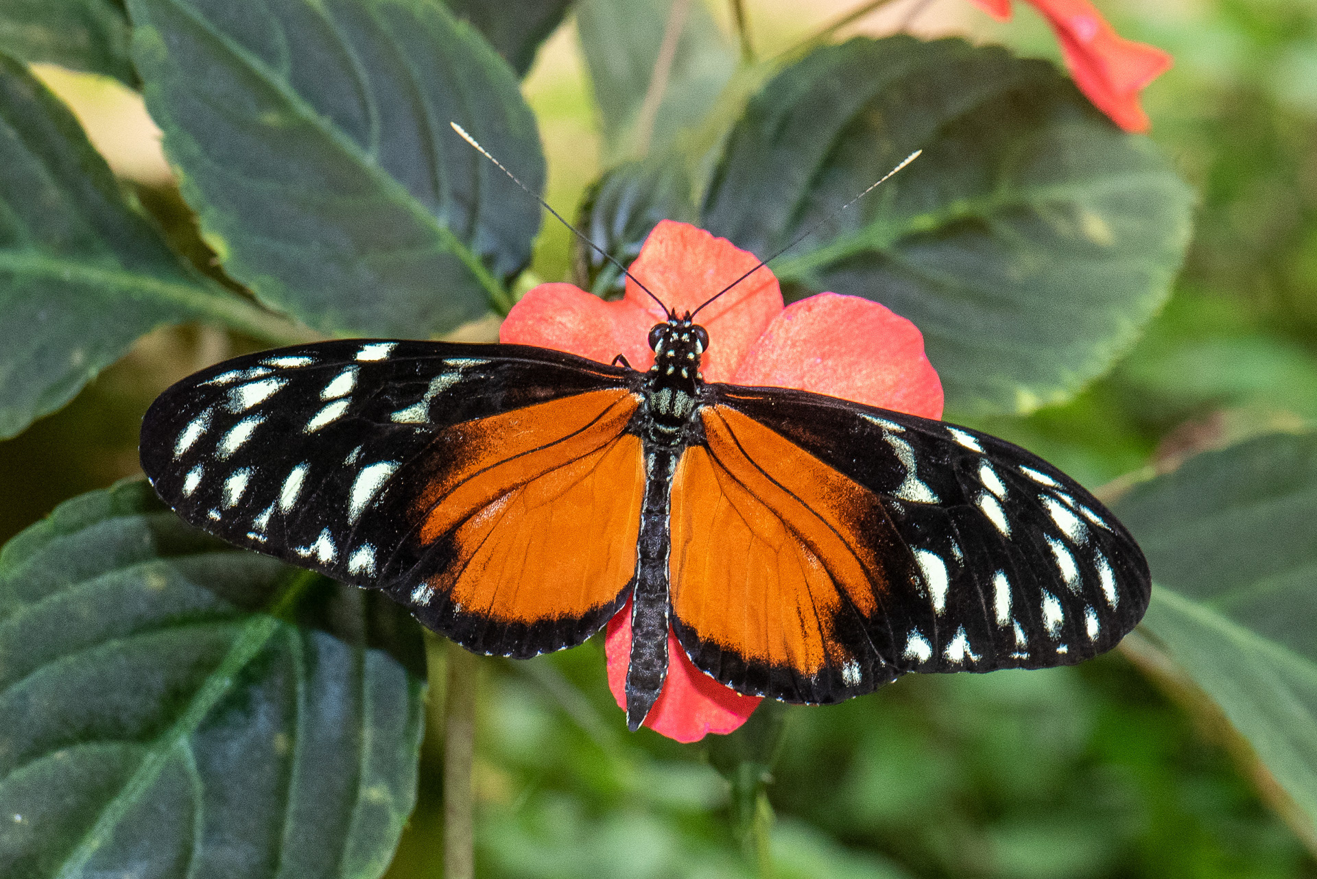 Tiger Longwing