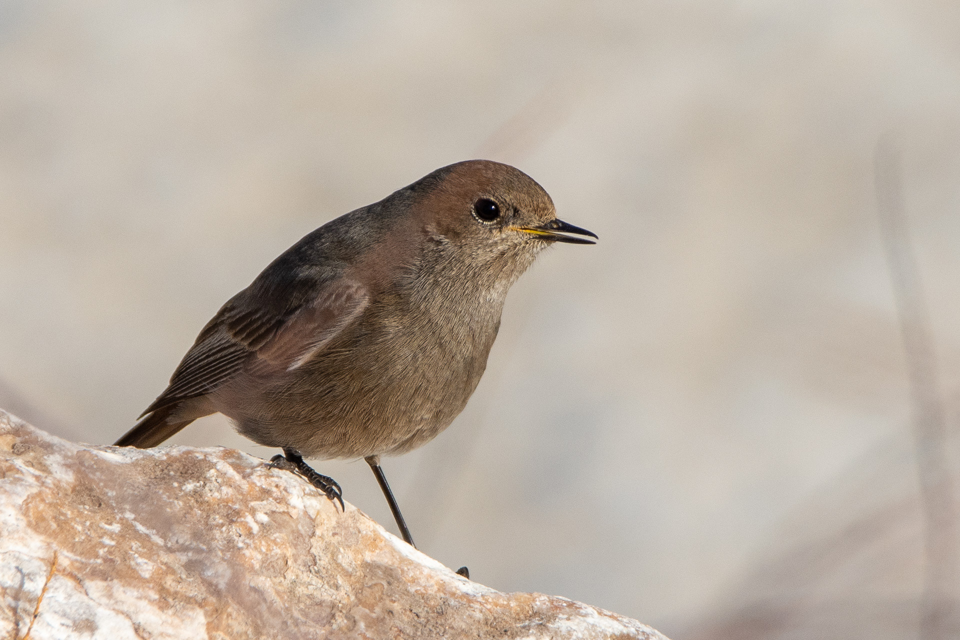 Black Redstart (juvenile)