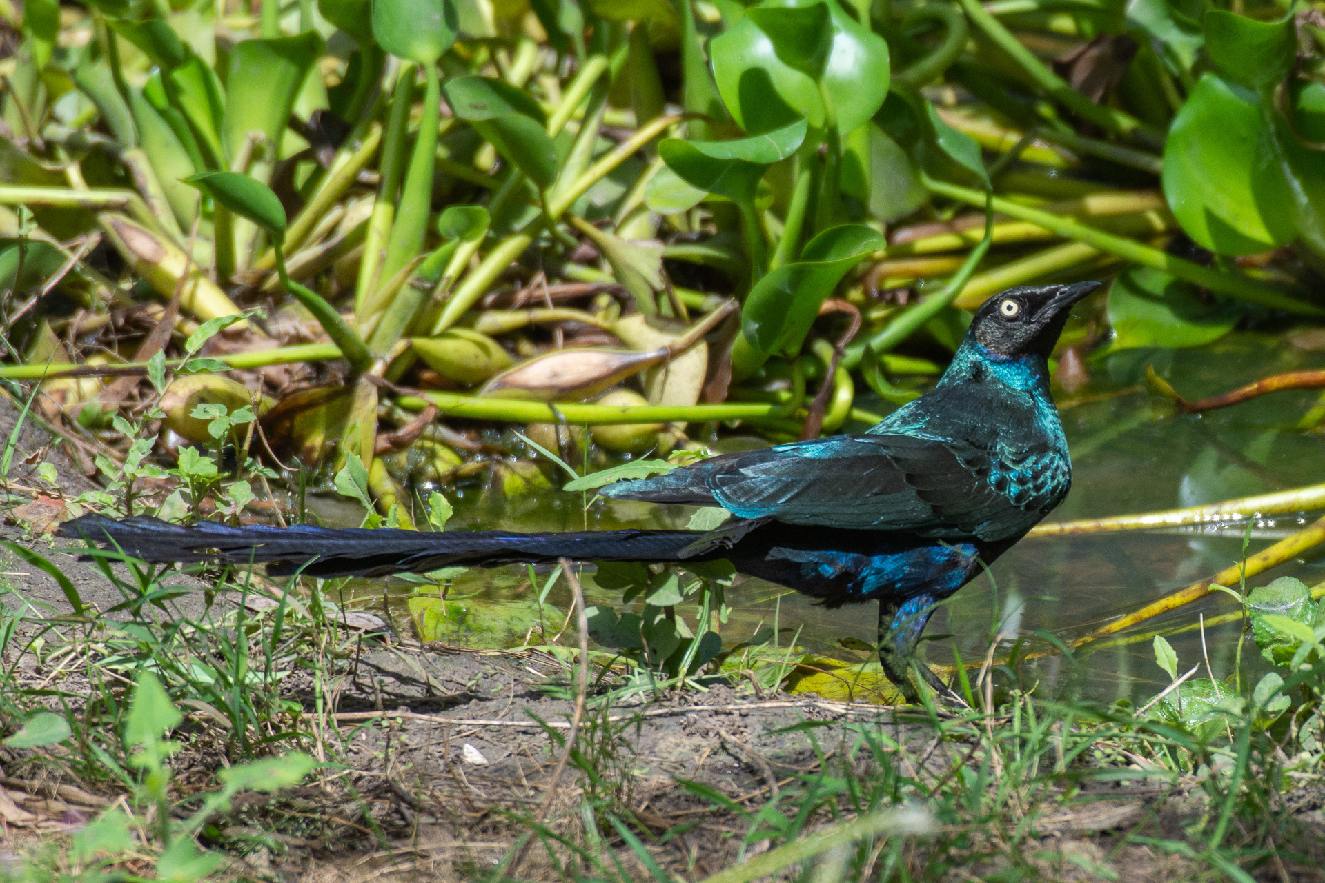 Long-tailed Glossy Starling