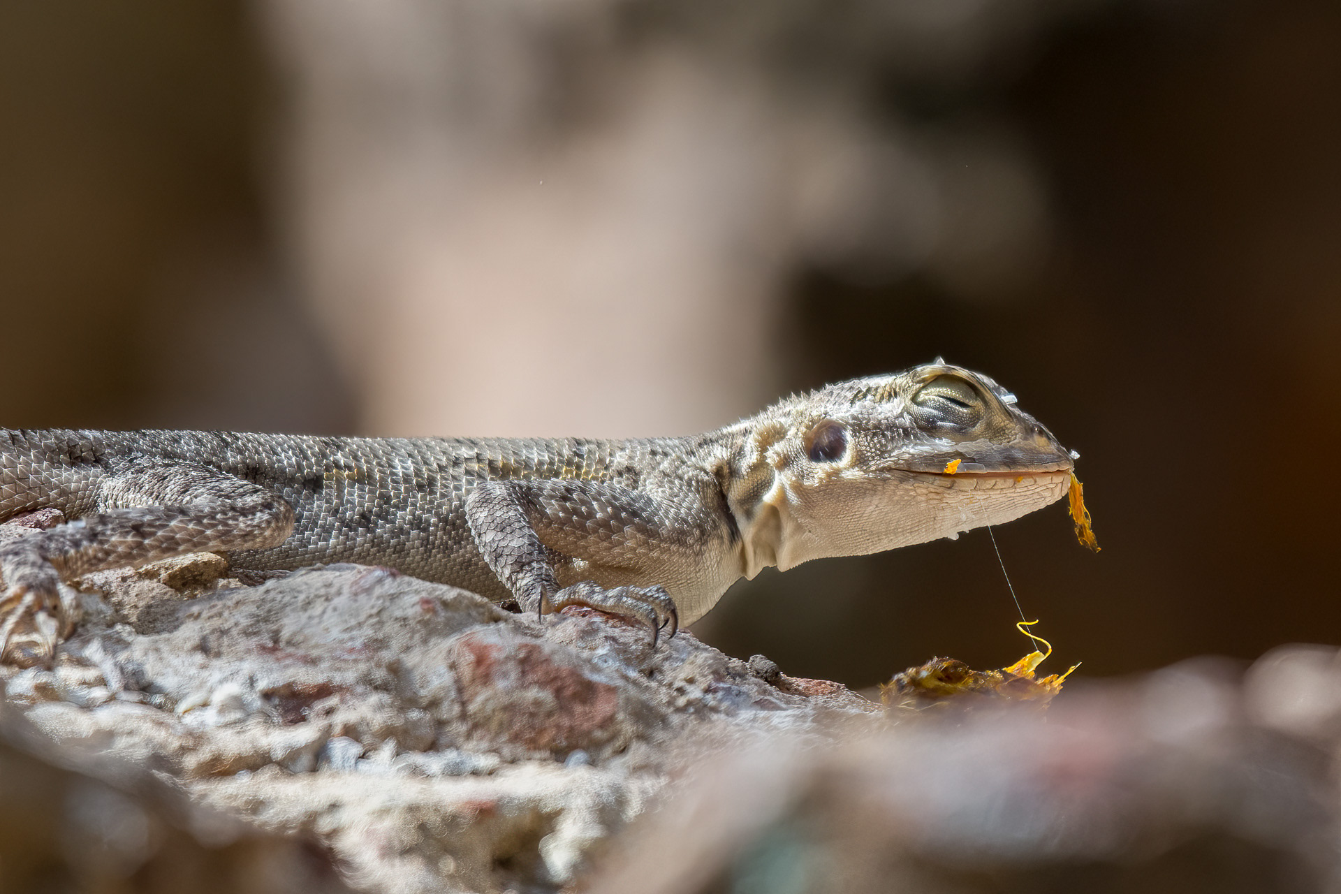 Agama