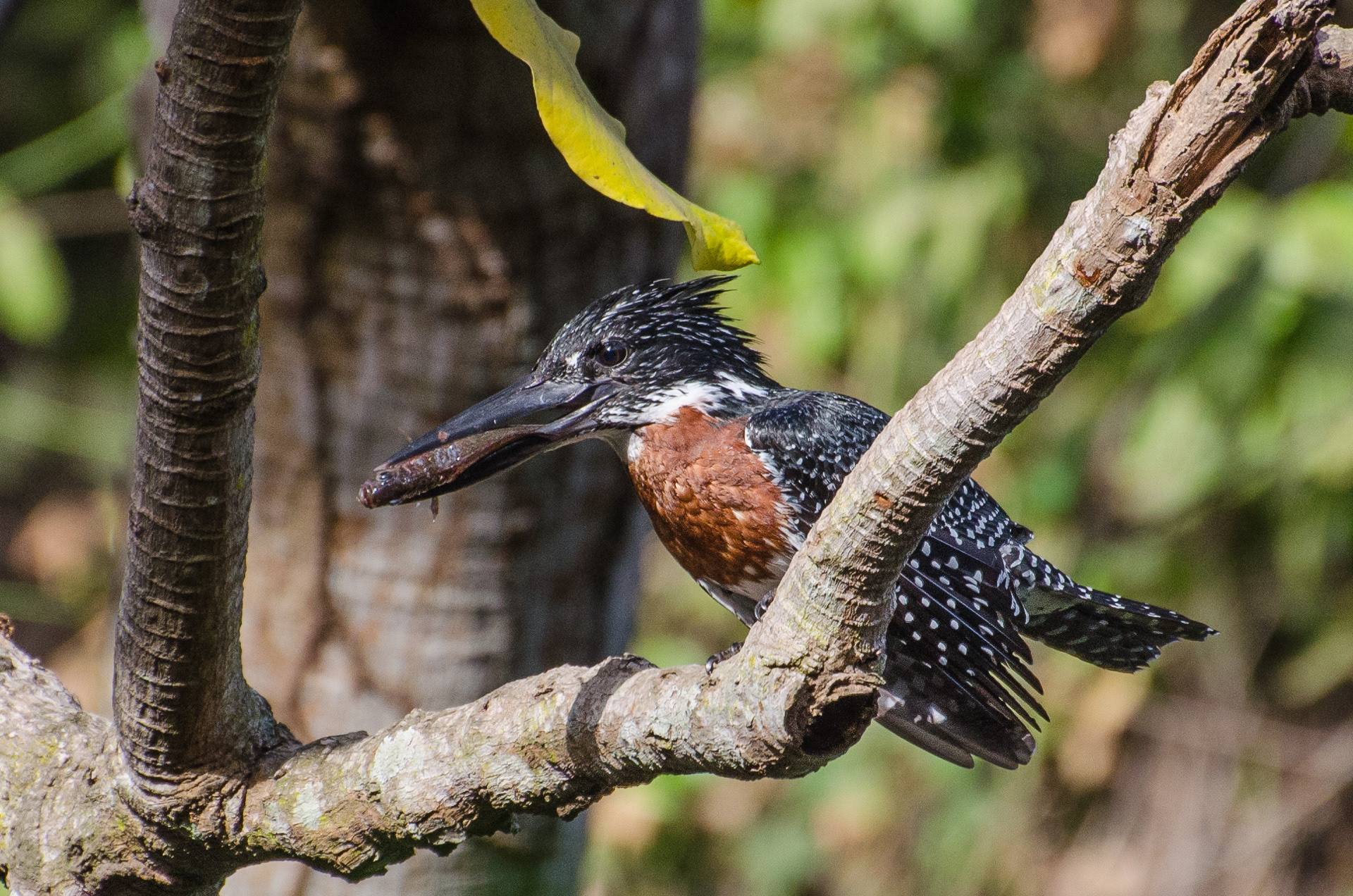Giant Kingfisher (male)