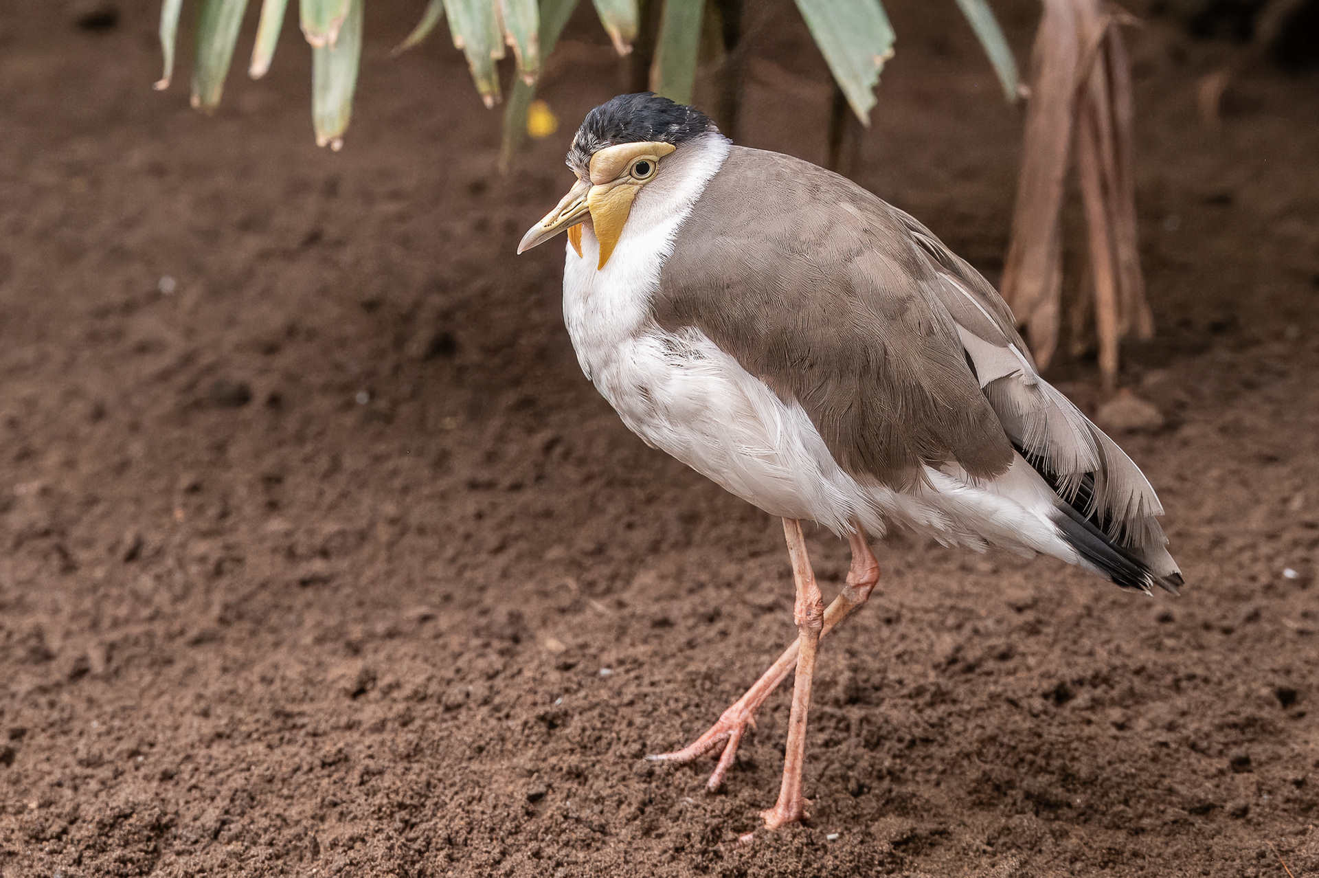Wattled Lapwing