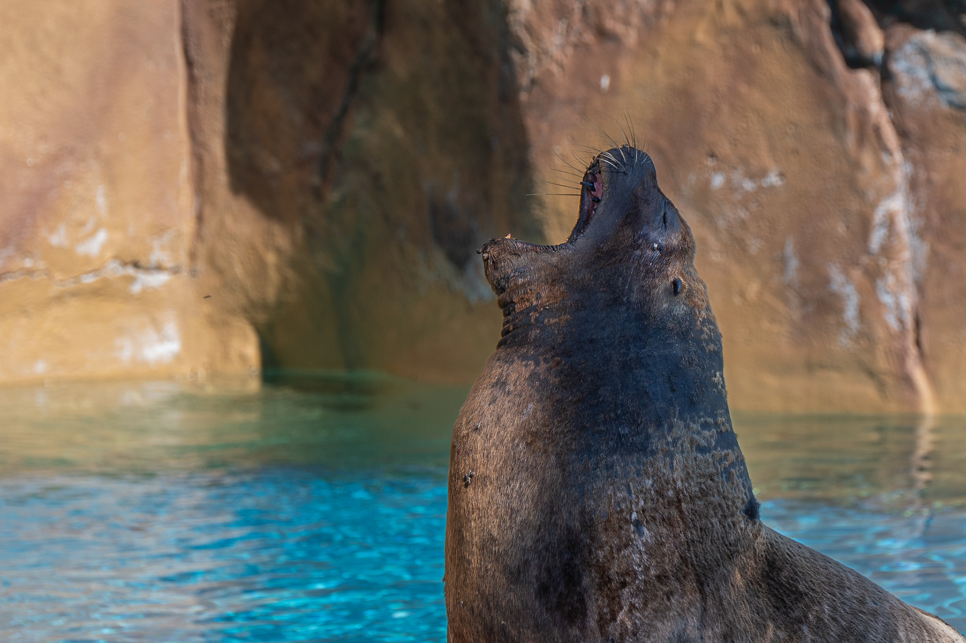 Sealion