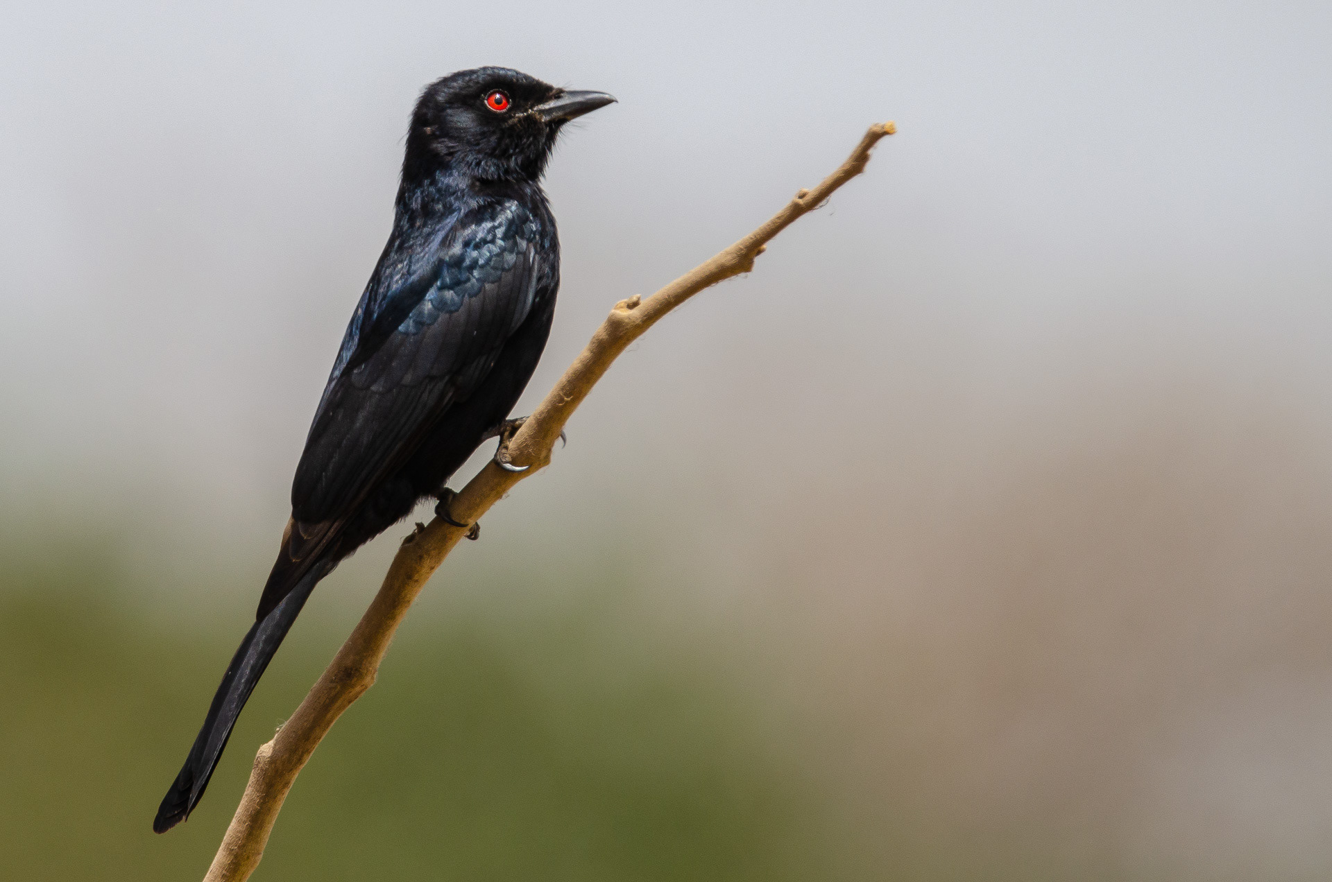 Northern Black Flycatcher