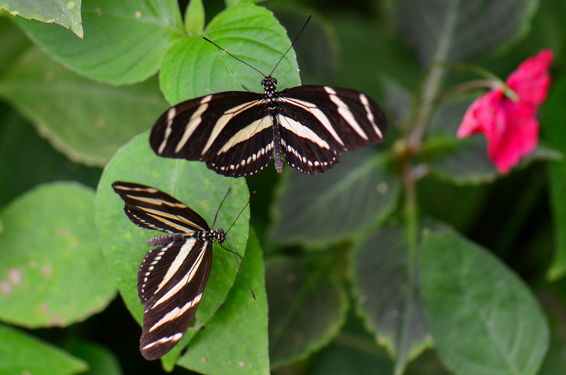 Zebra Longwing