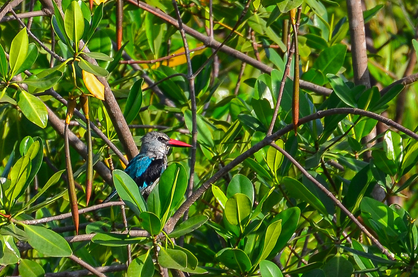 Woodland Kingfisher