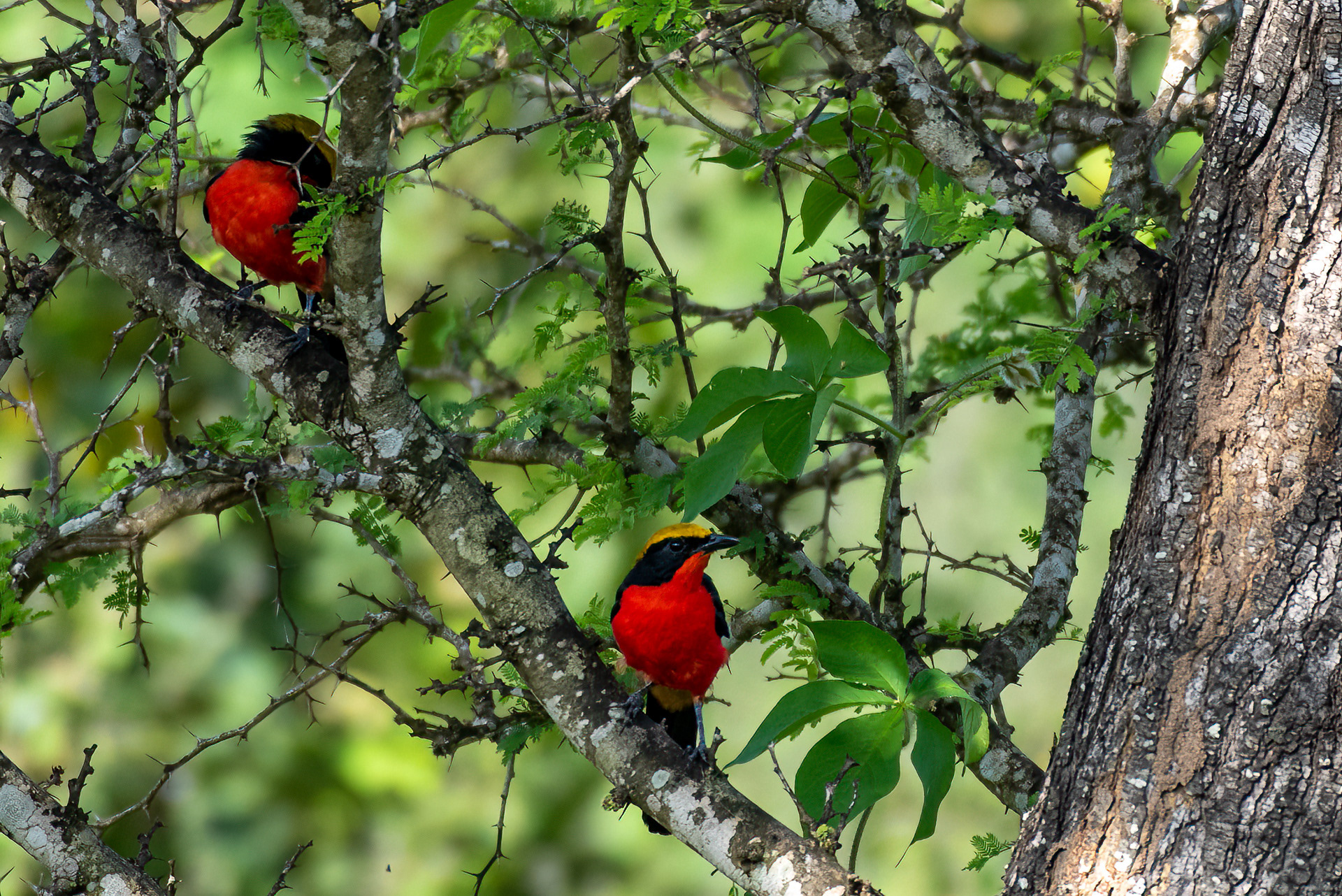 Gonolek, Yellow-crowned (Laniarius barbarus)