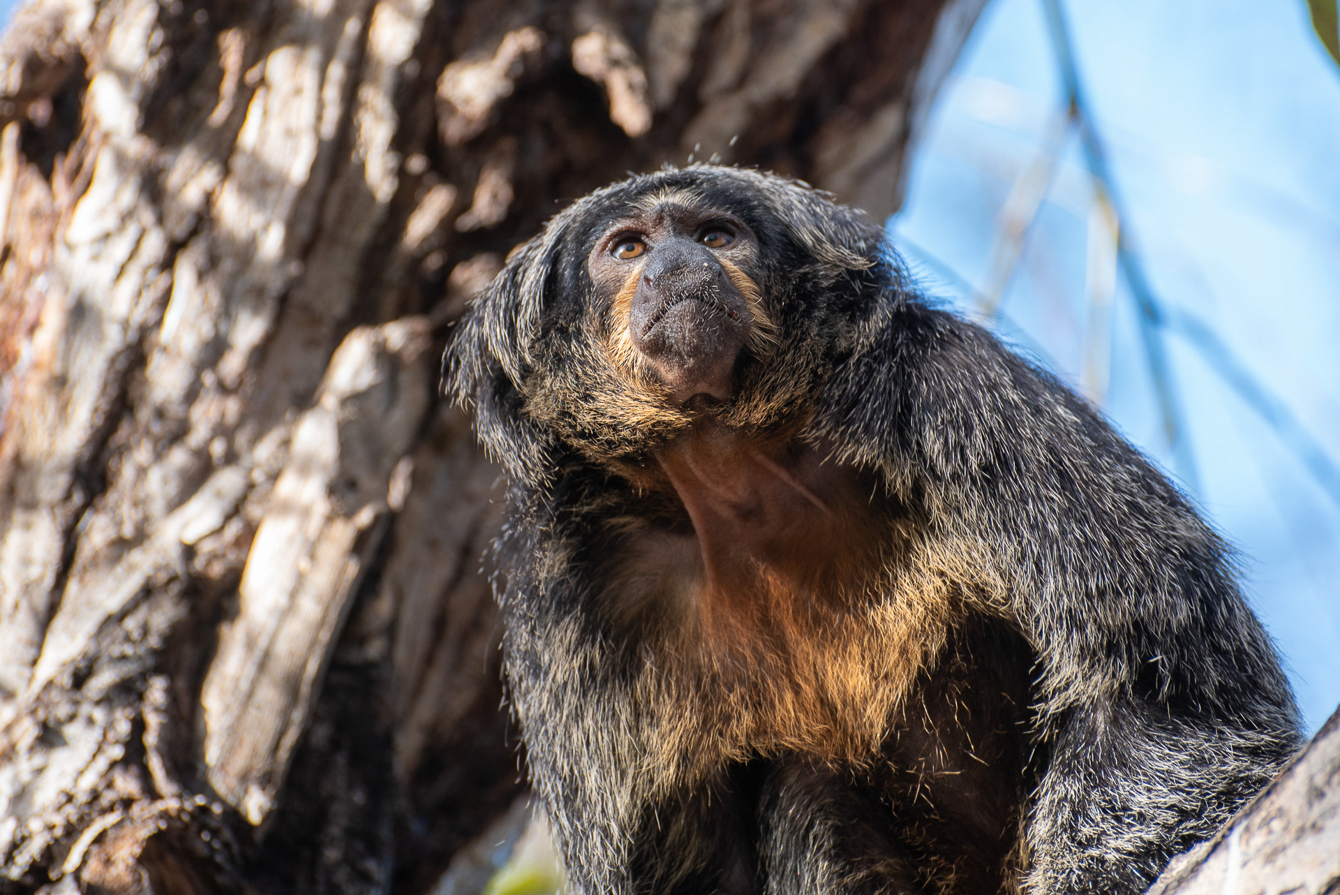 Primate