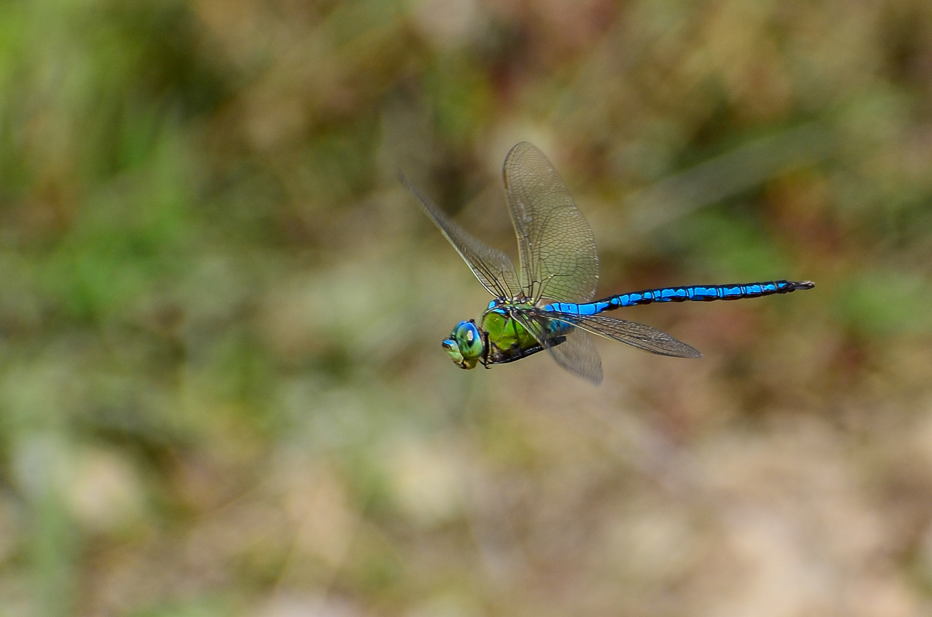 Emperor Dragonfly