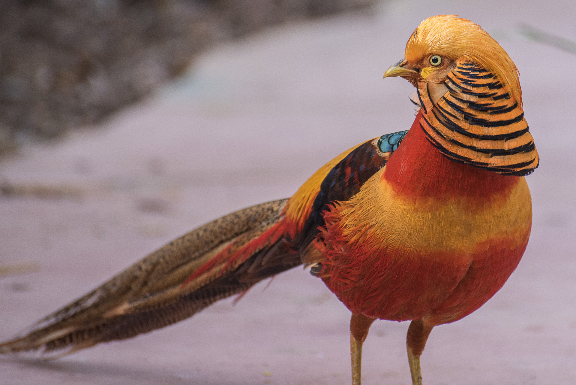 Golden Pheasant