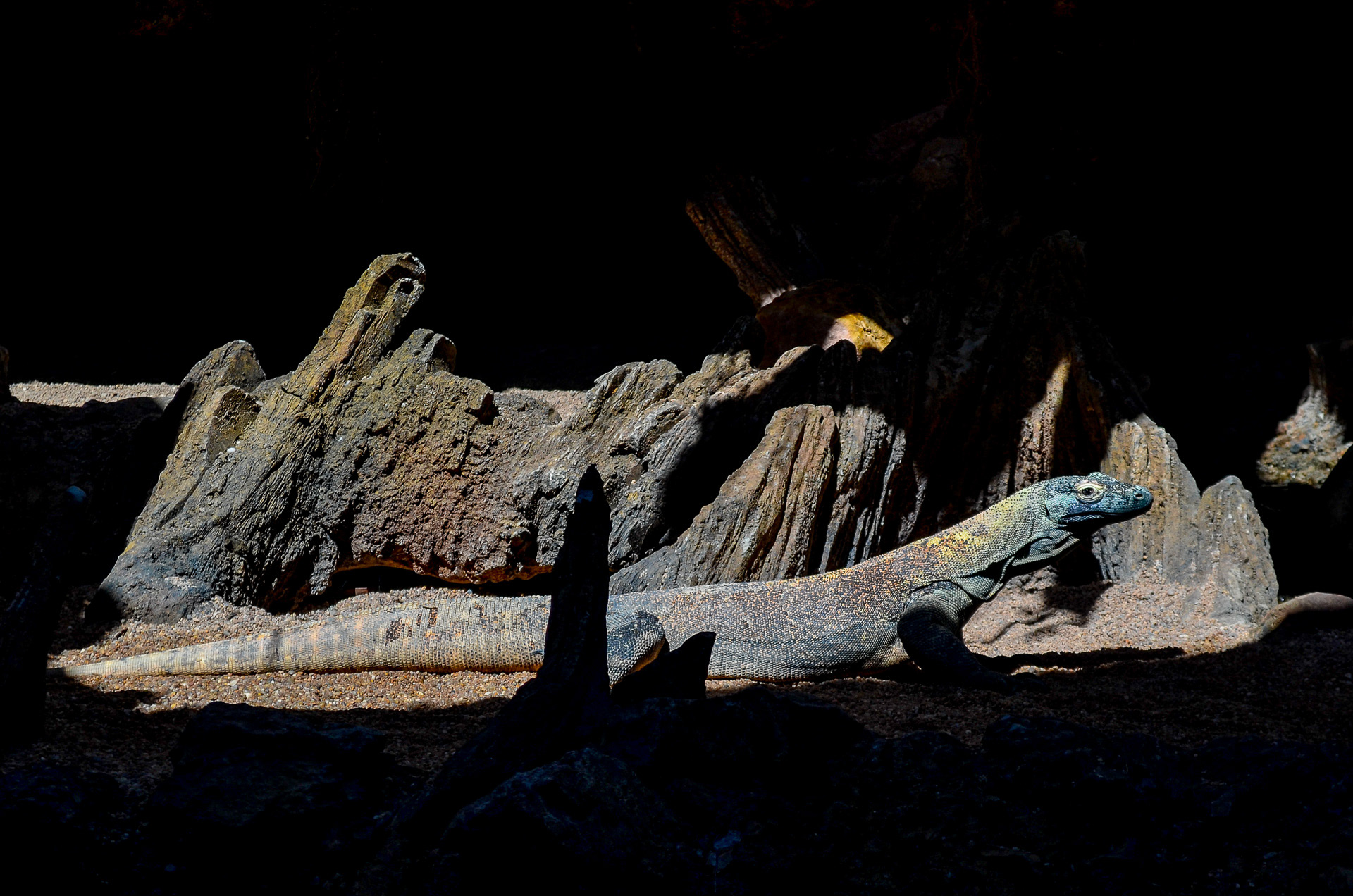 Dragon, Komodo