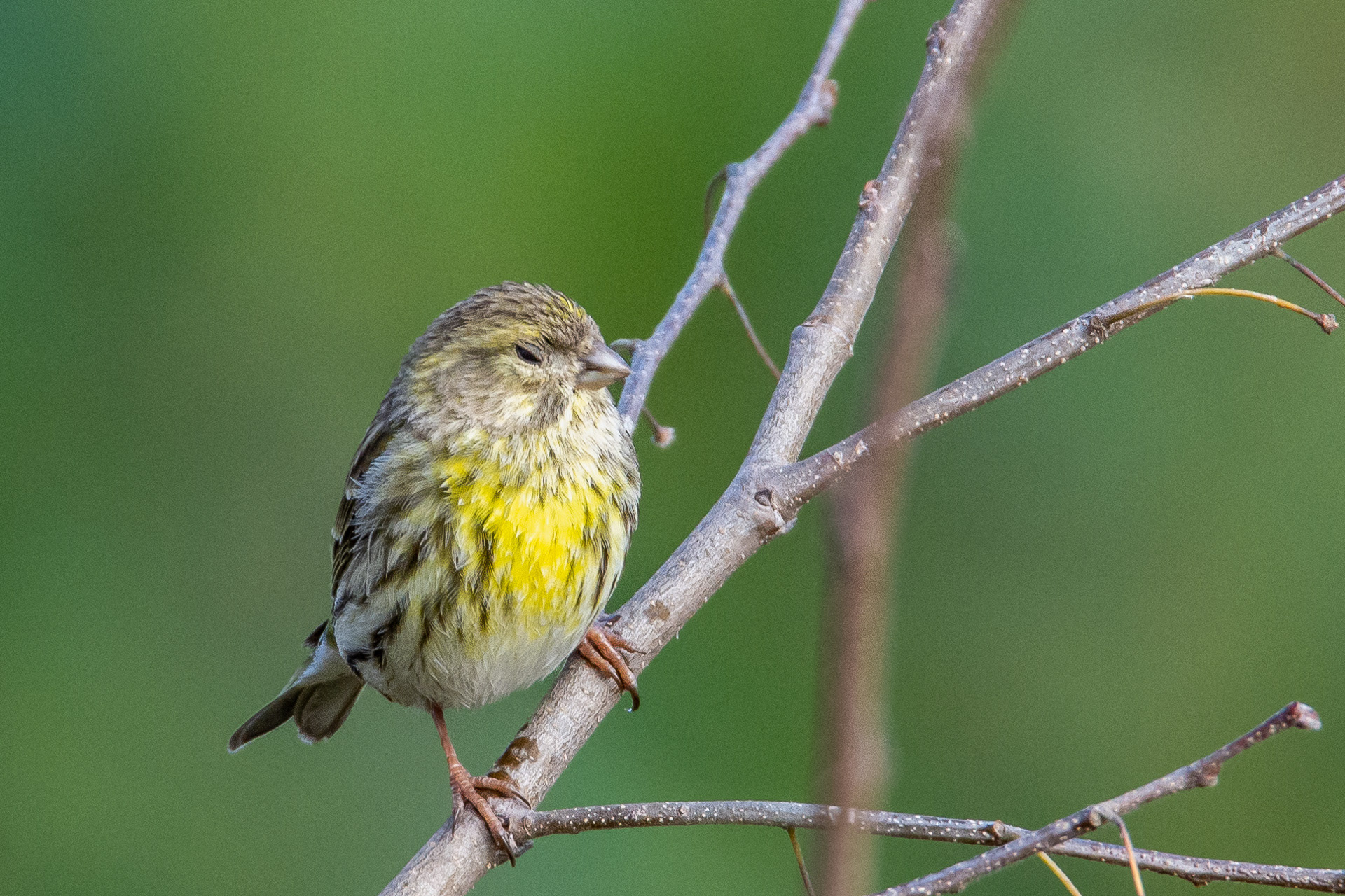 Serin