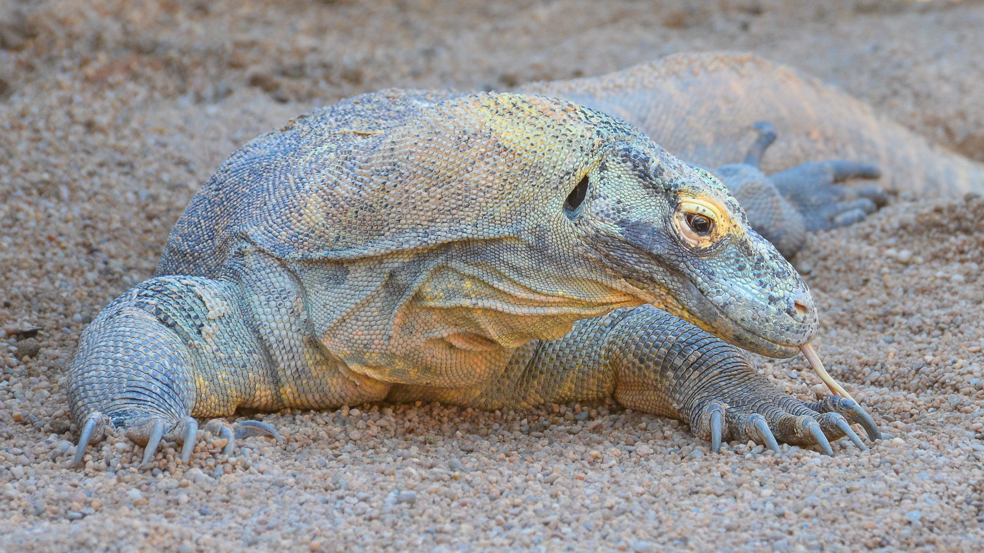 Dragon, Komodo