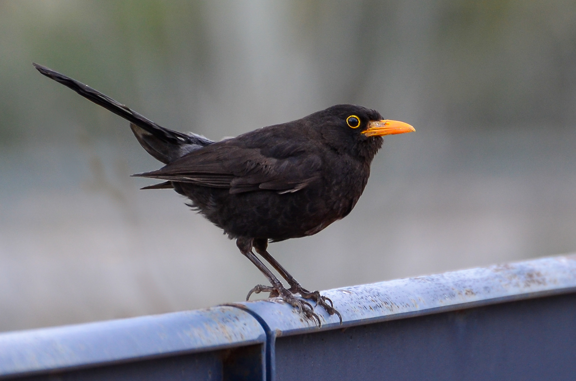 Blackbird, male