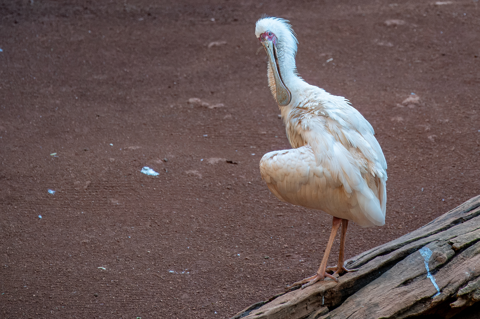 African Spoonbill