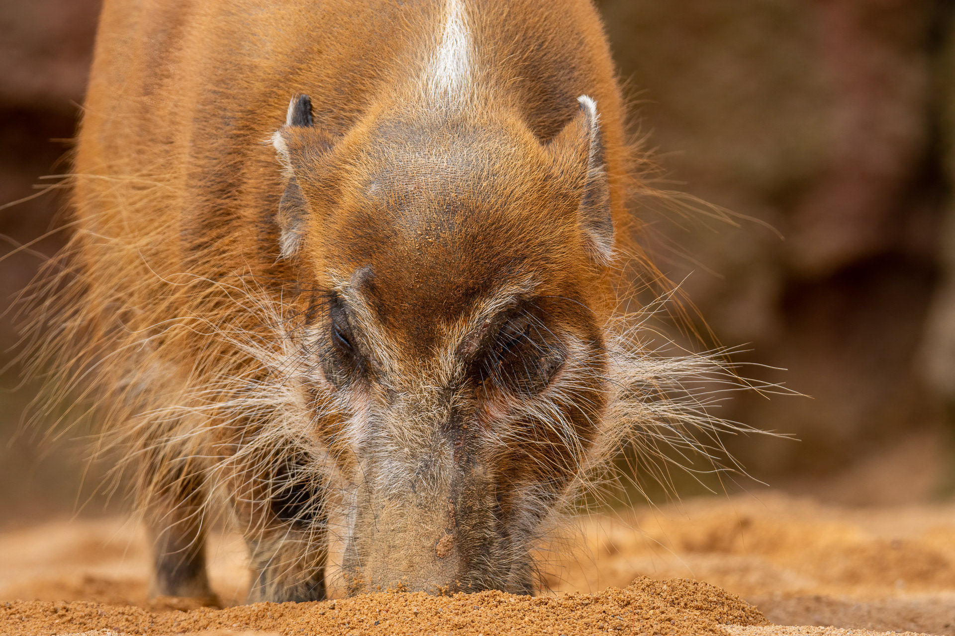 Red River Hog