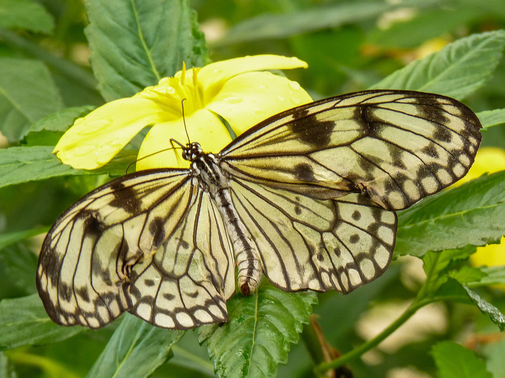 Paper Kite