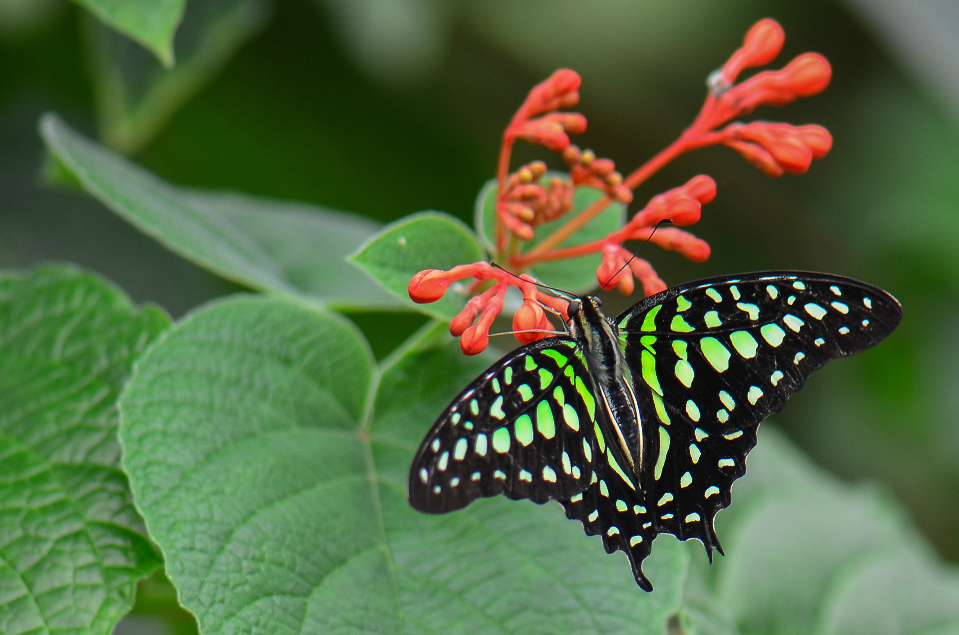 Tailed Jay