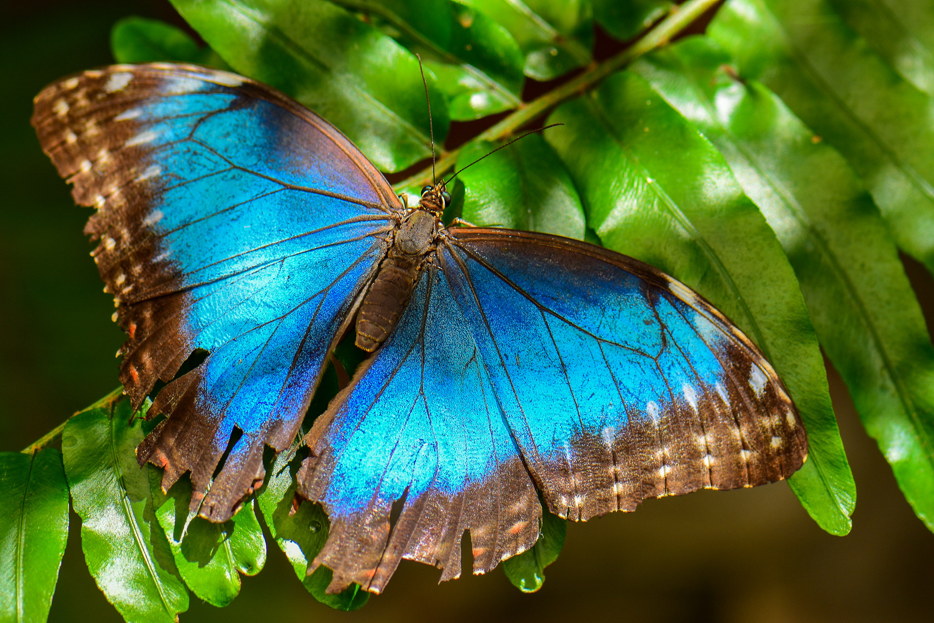 Peleides Blue Morpho