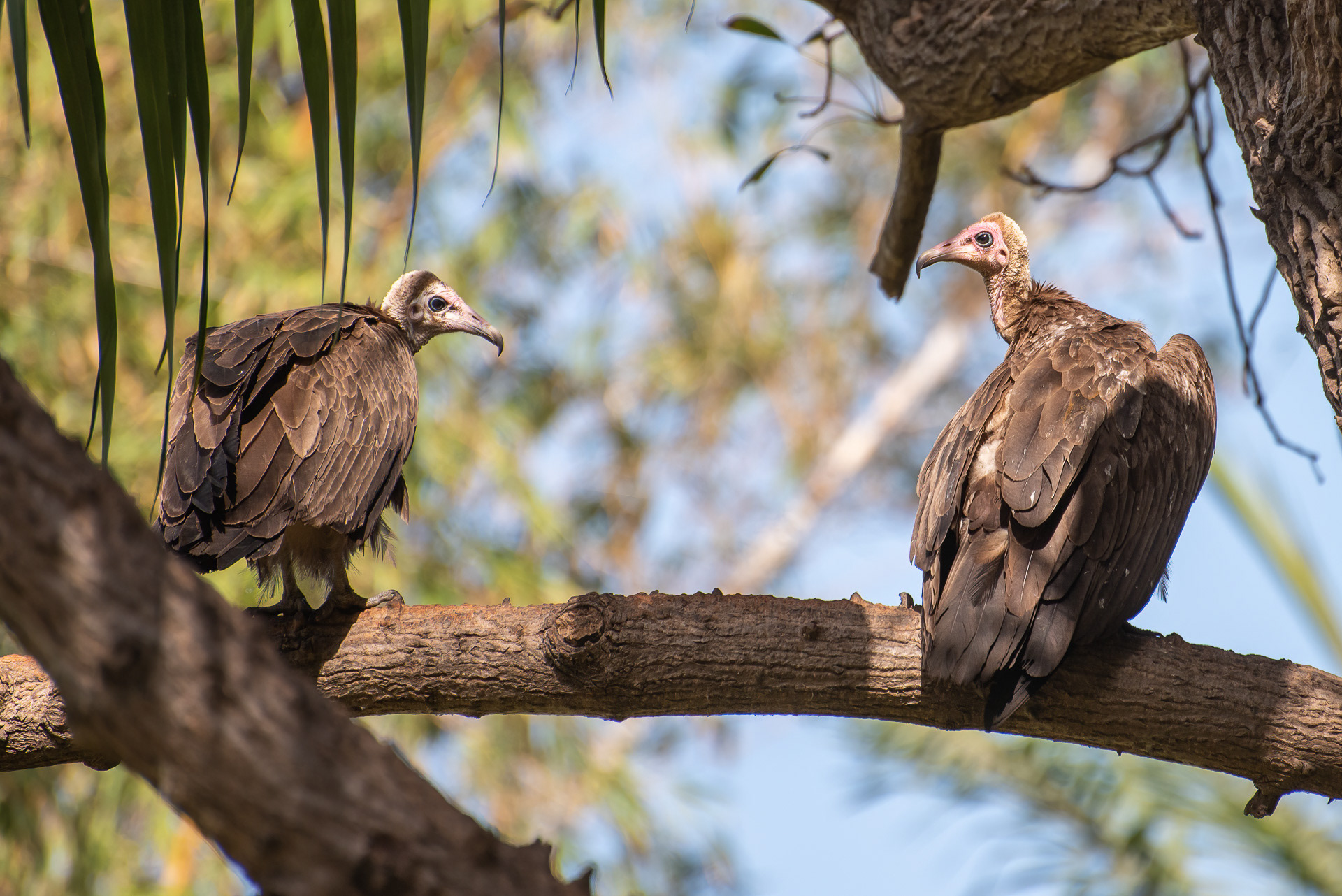 Vulture, Hooded (Necrosyrtes monachus)
