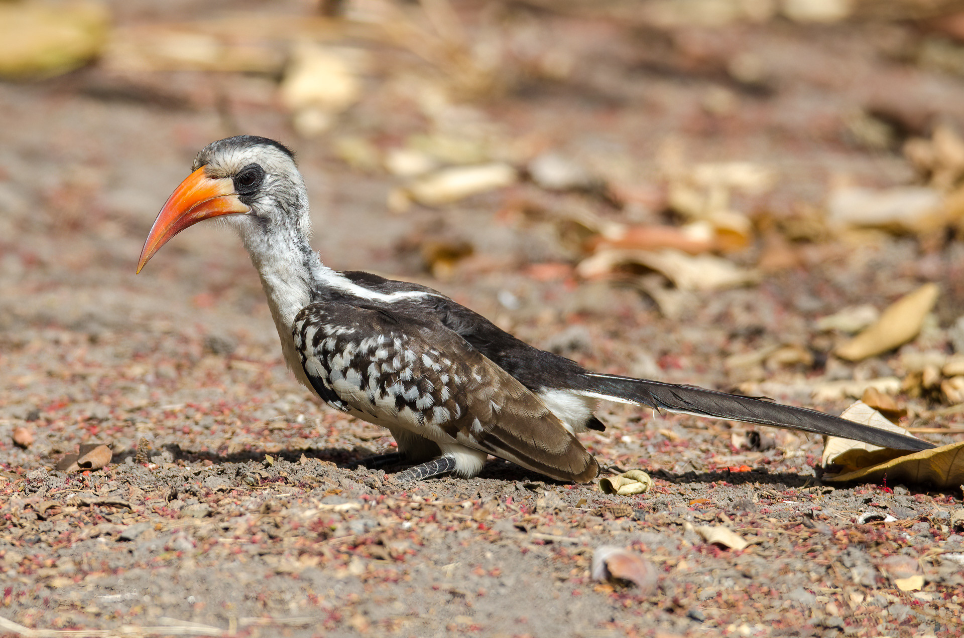 Western Red-billed Hornbill