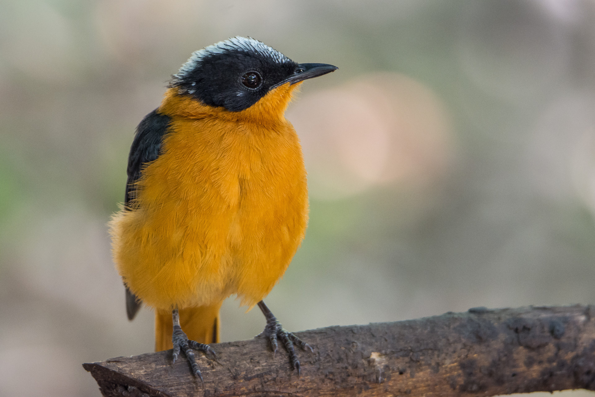 Snowy-crowned Robin-chat