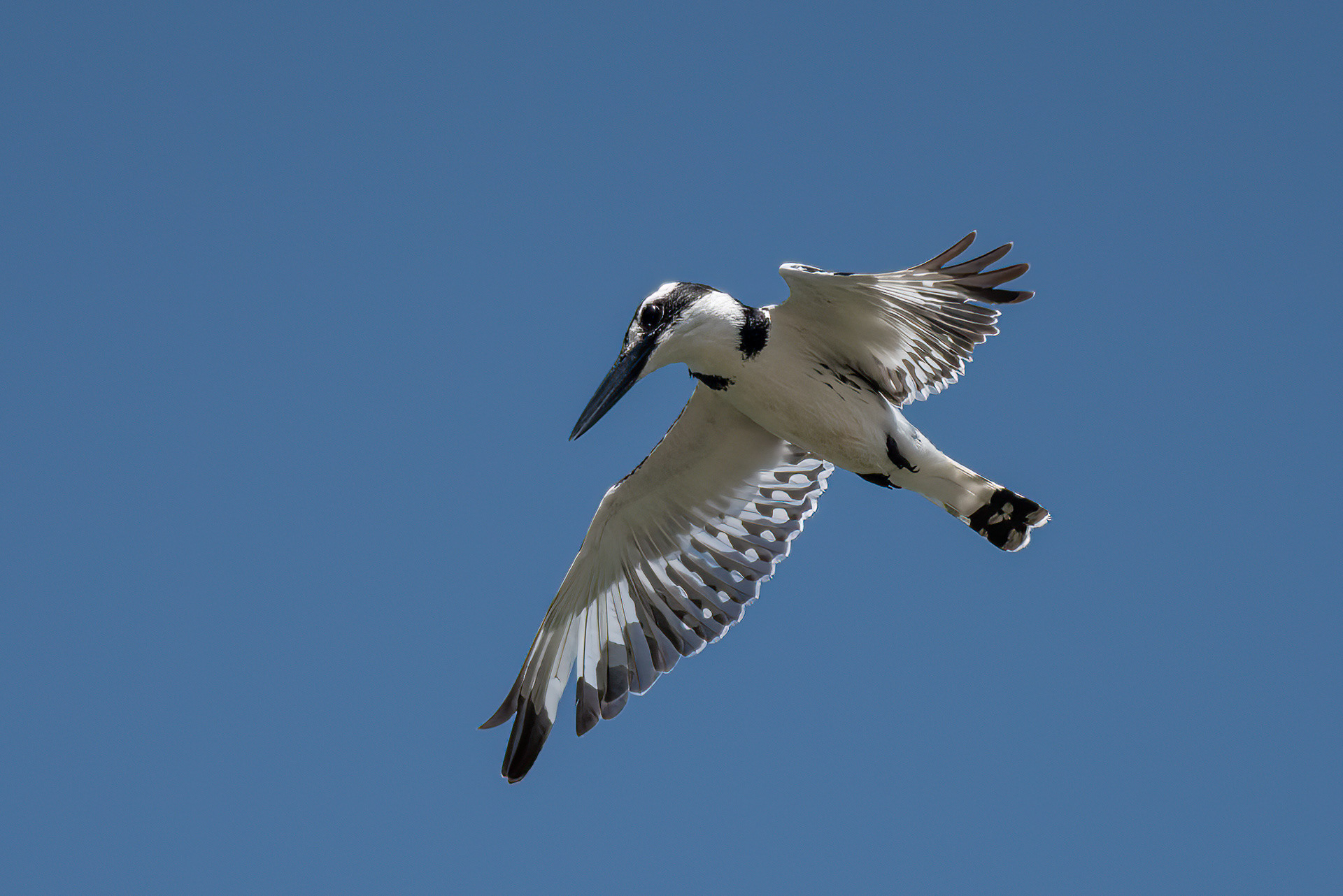 Pied Kingfisher (female)