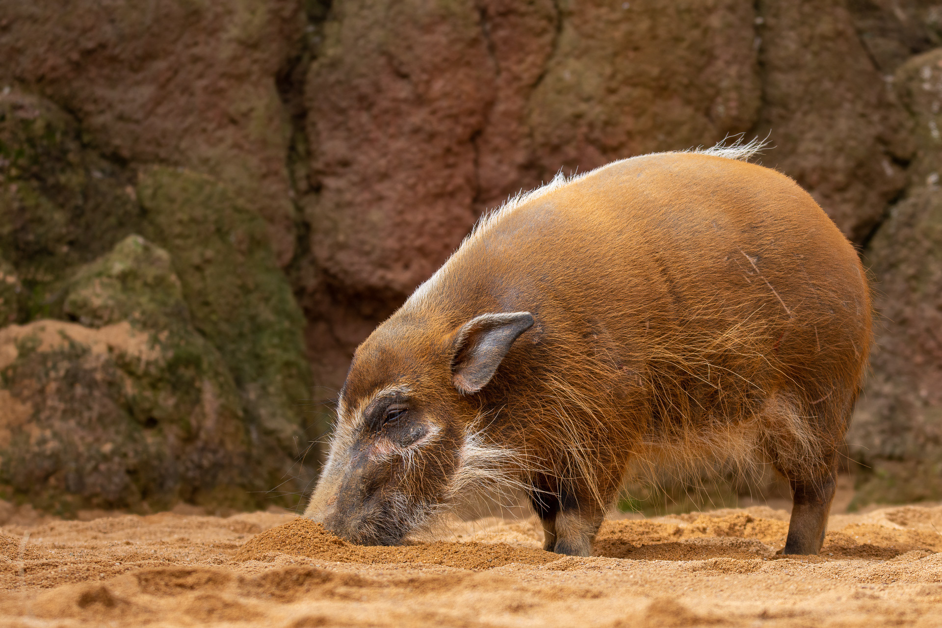 Red River Hog