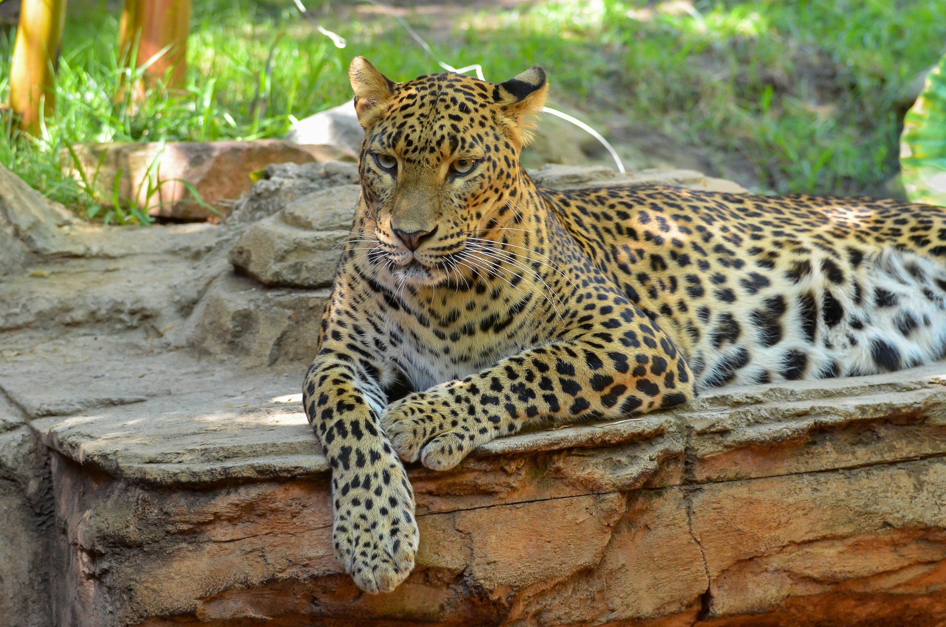 Leopard