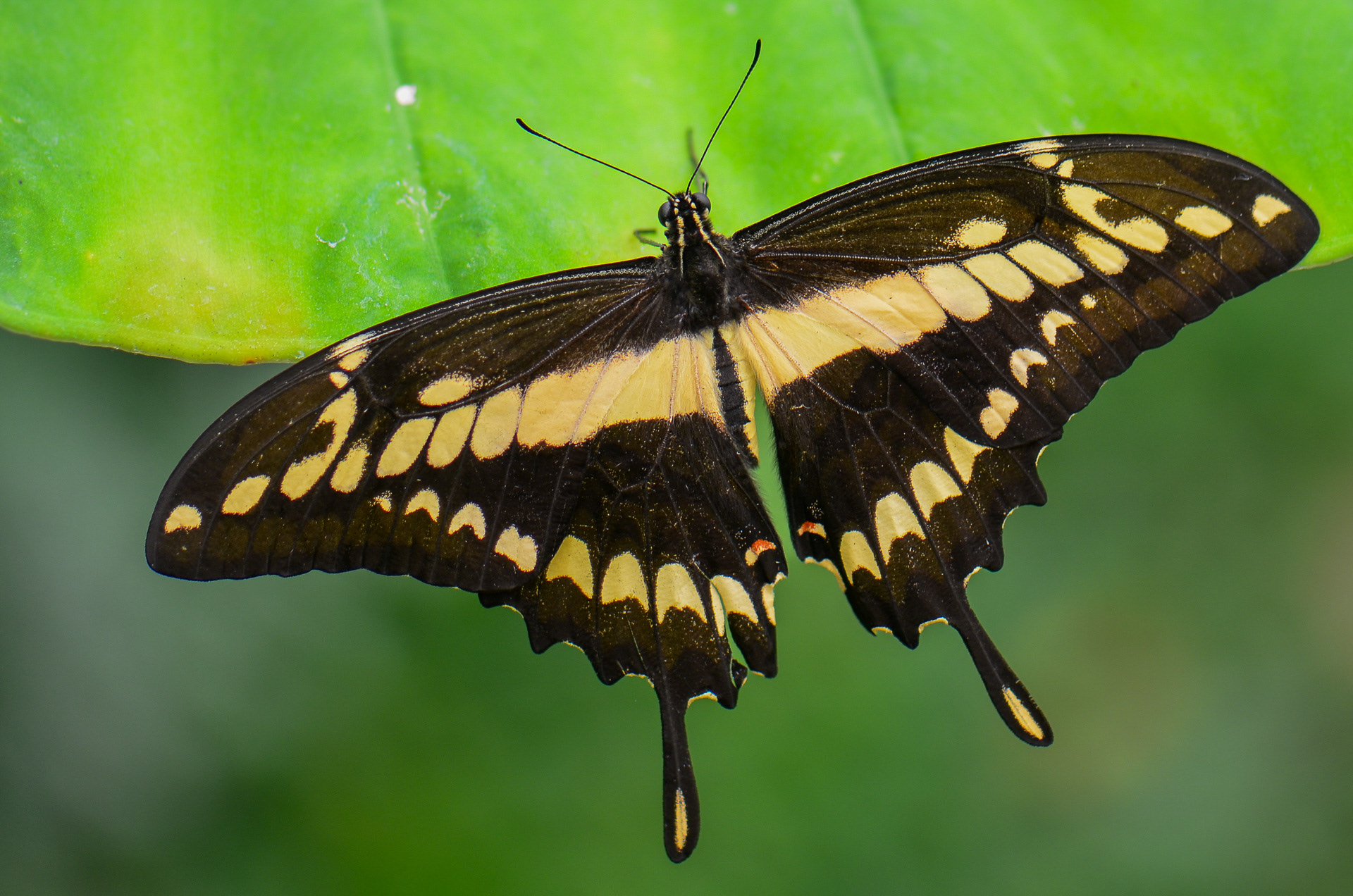 King Swallowtail