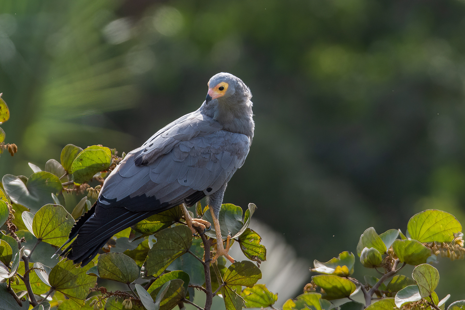 Harrier Hawk, African (Polyboroides typus)