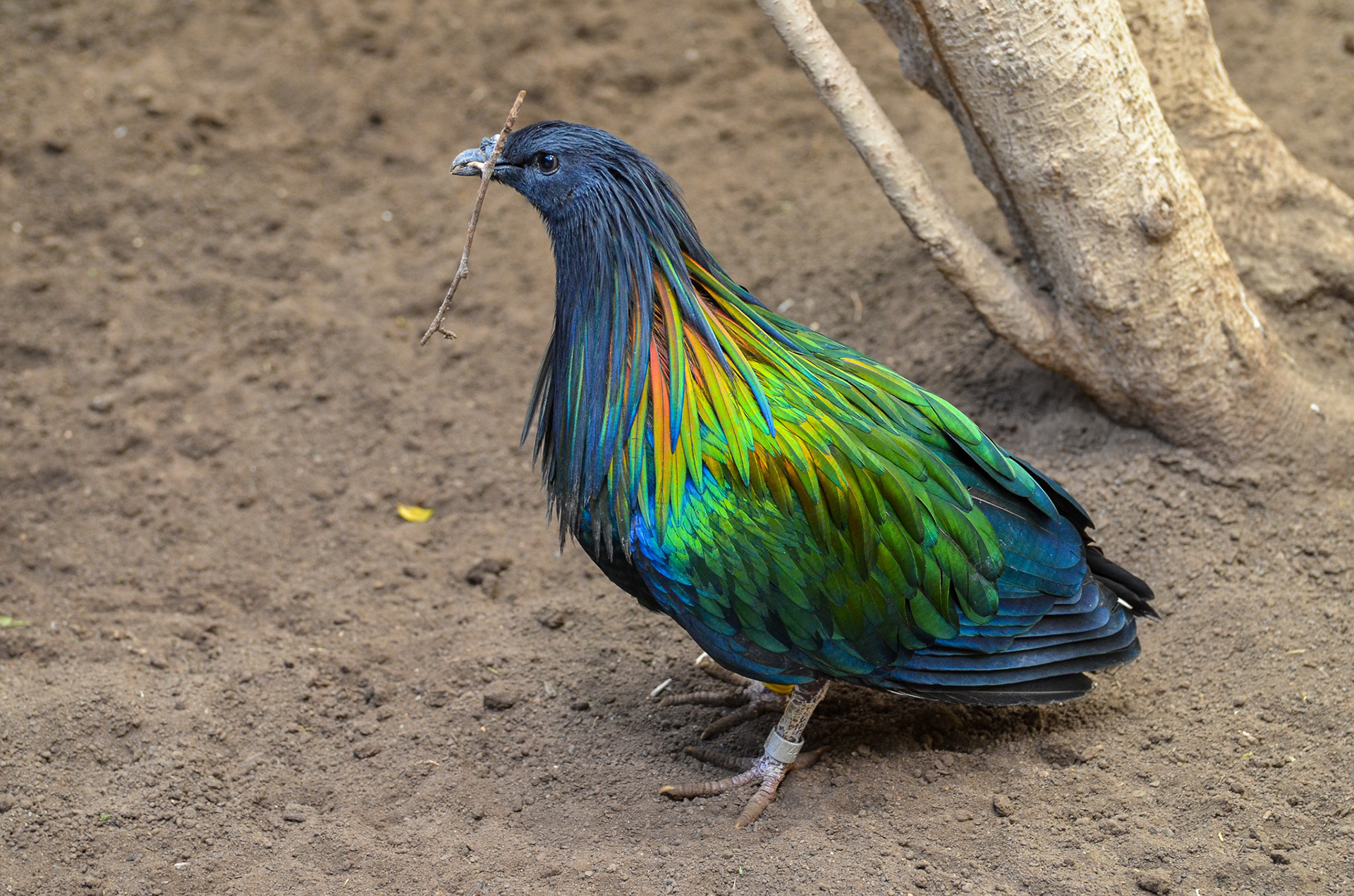 Nicobar Pigeon