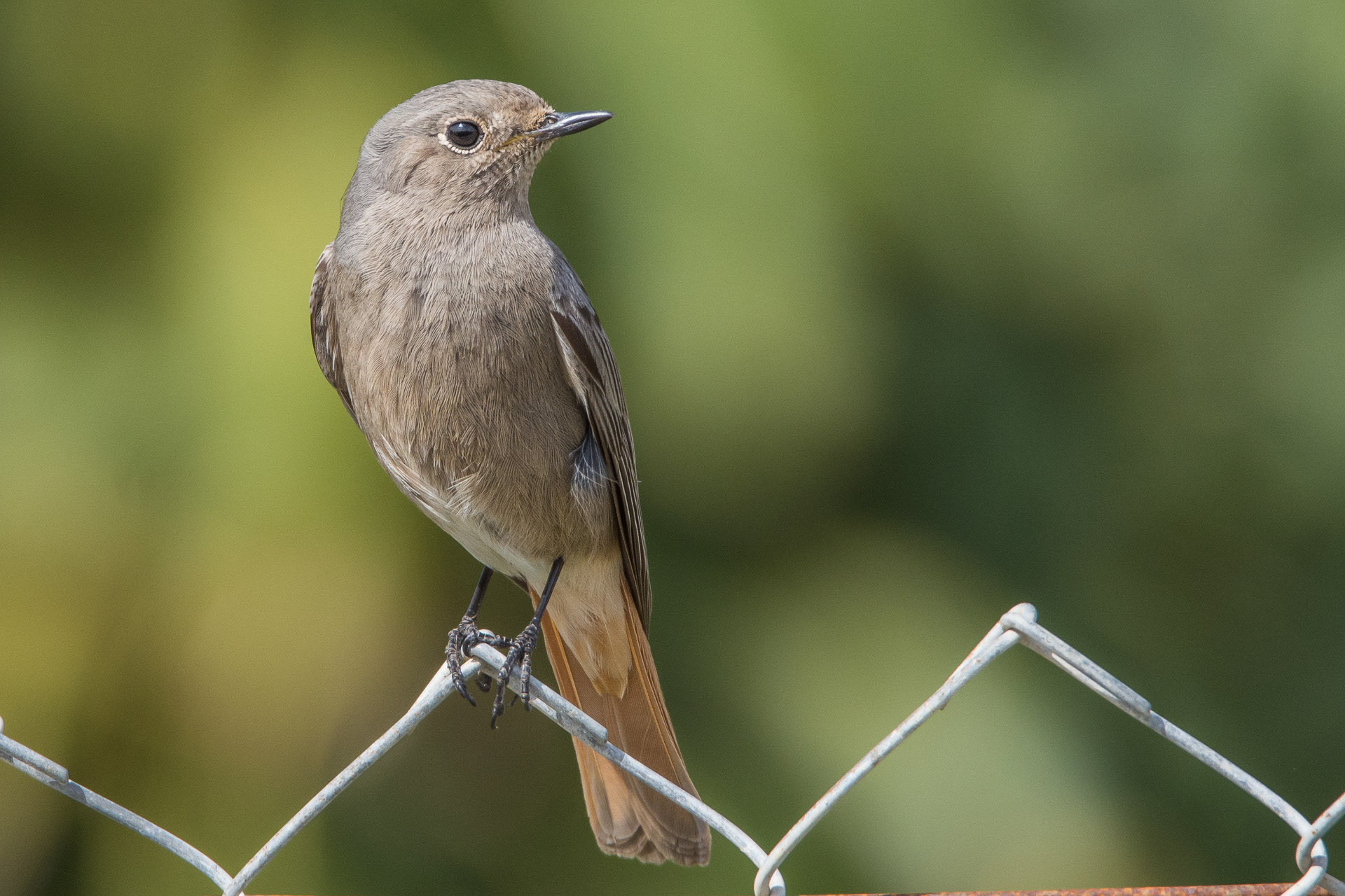 Black Redstart (female)