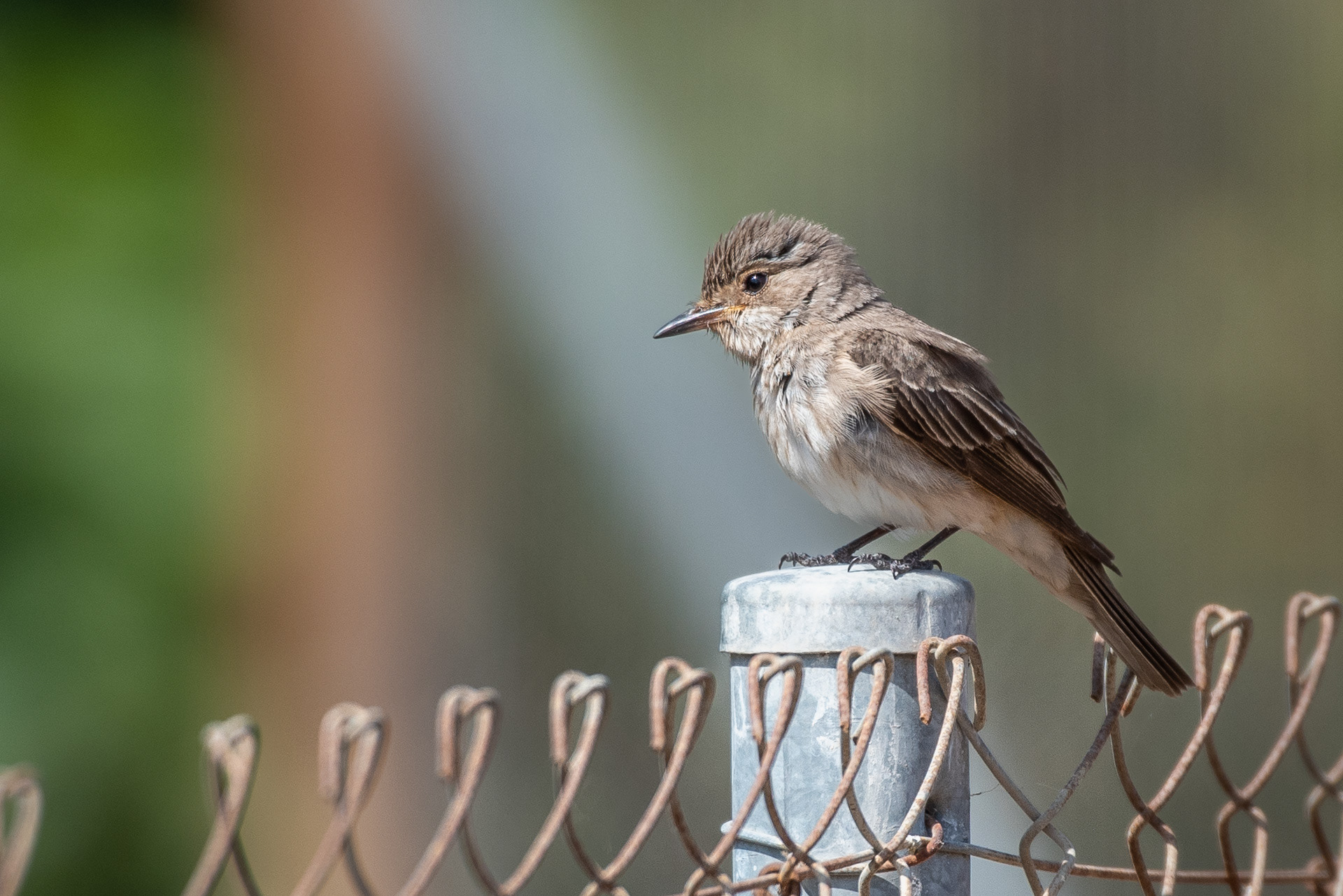 Spotted Flycatcher (Juvenile)