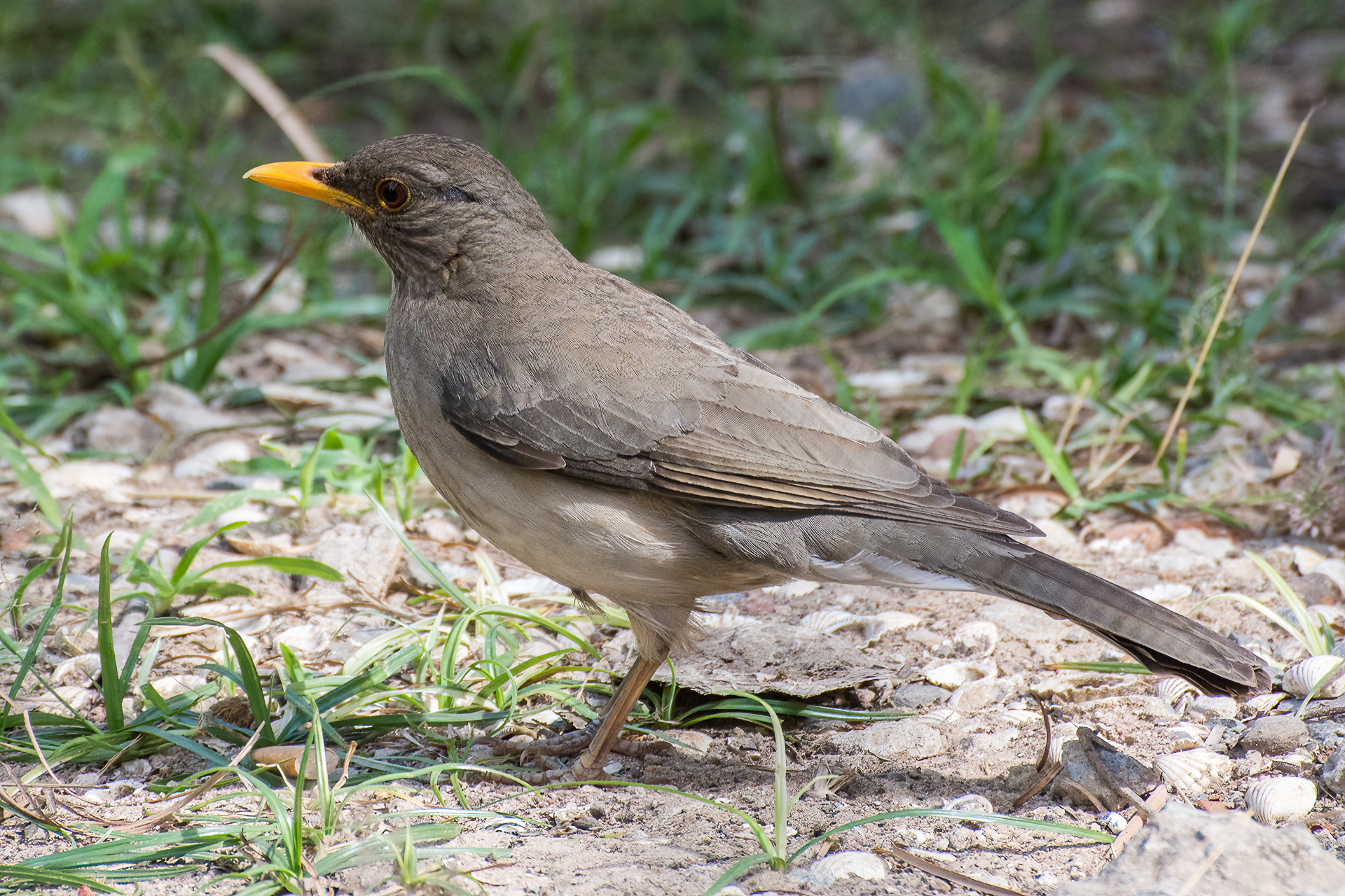 African Thrush
