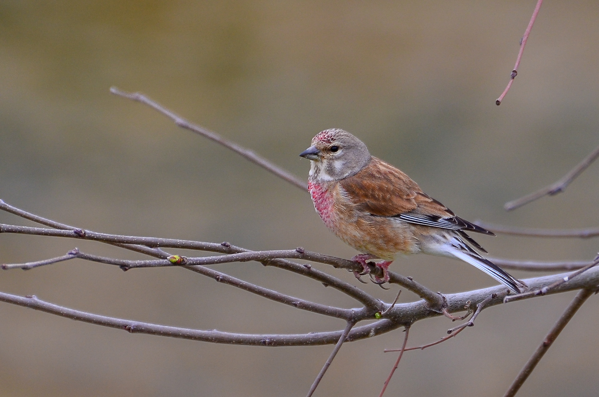 Linnet (male) (Linaria cannabina)