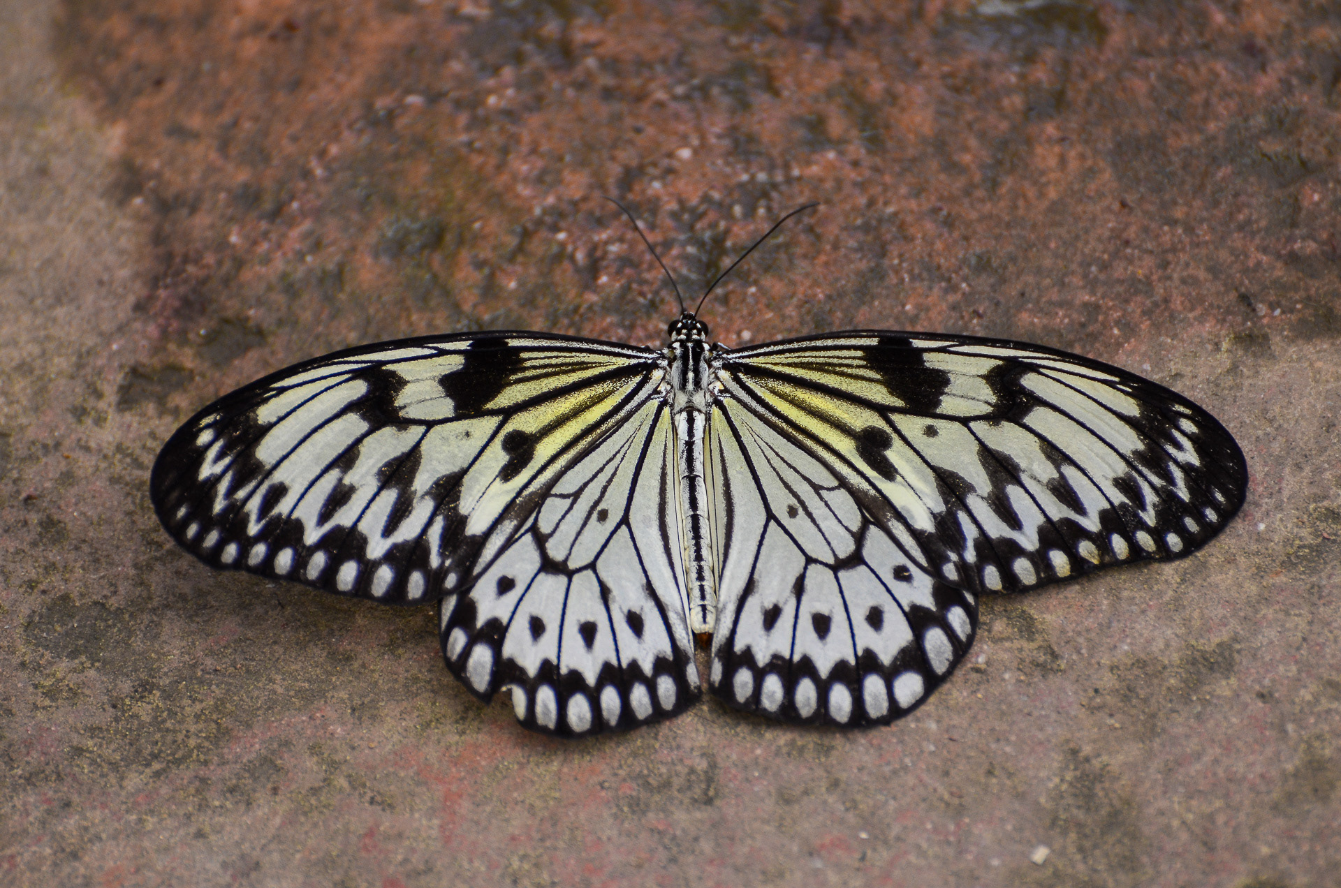 Paper Kite
