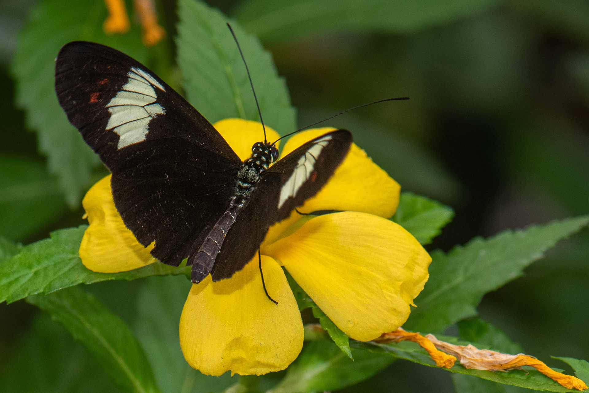 Cydno Longwing