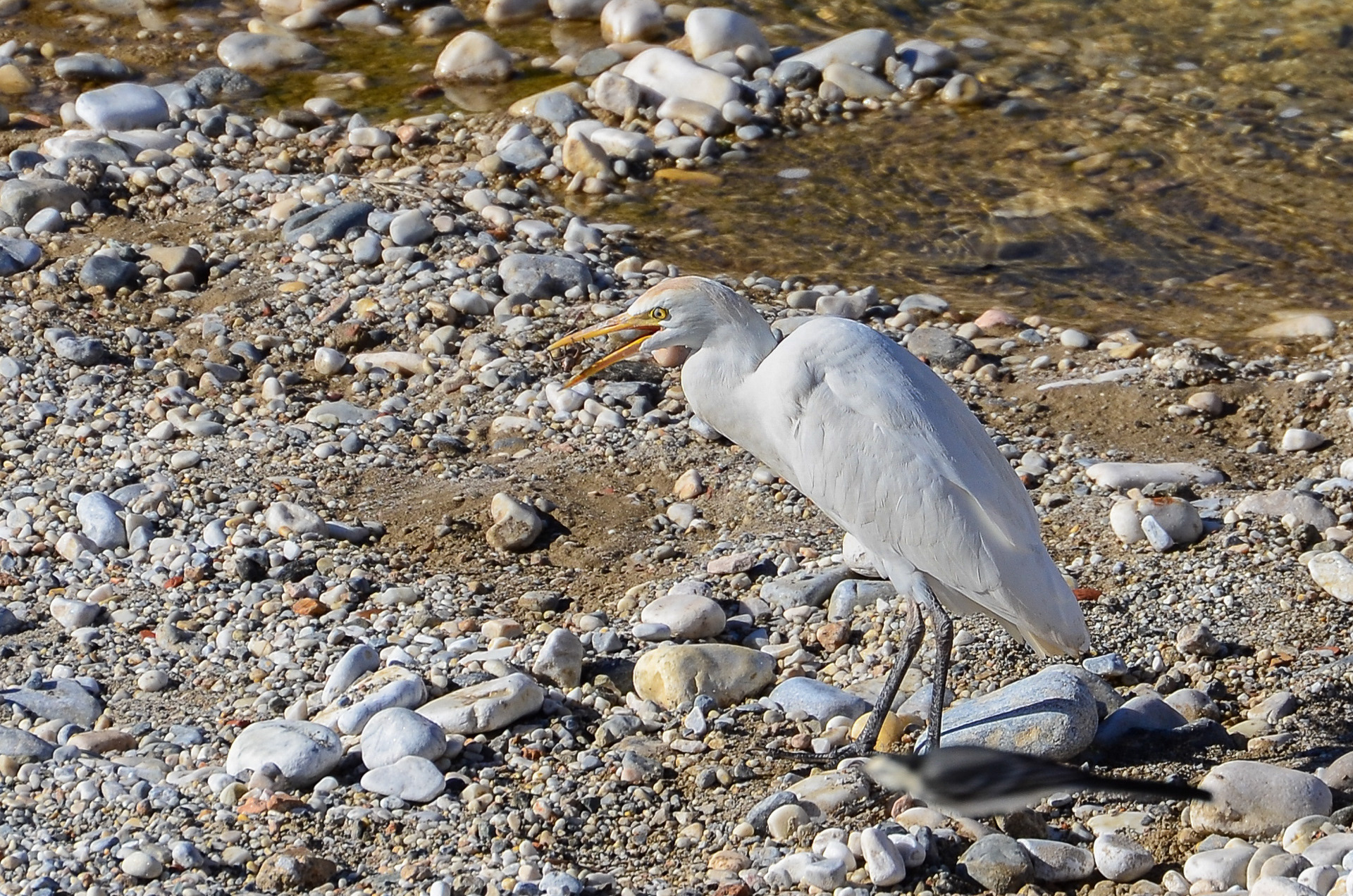 Cattle Egret