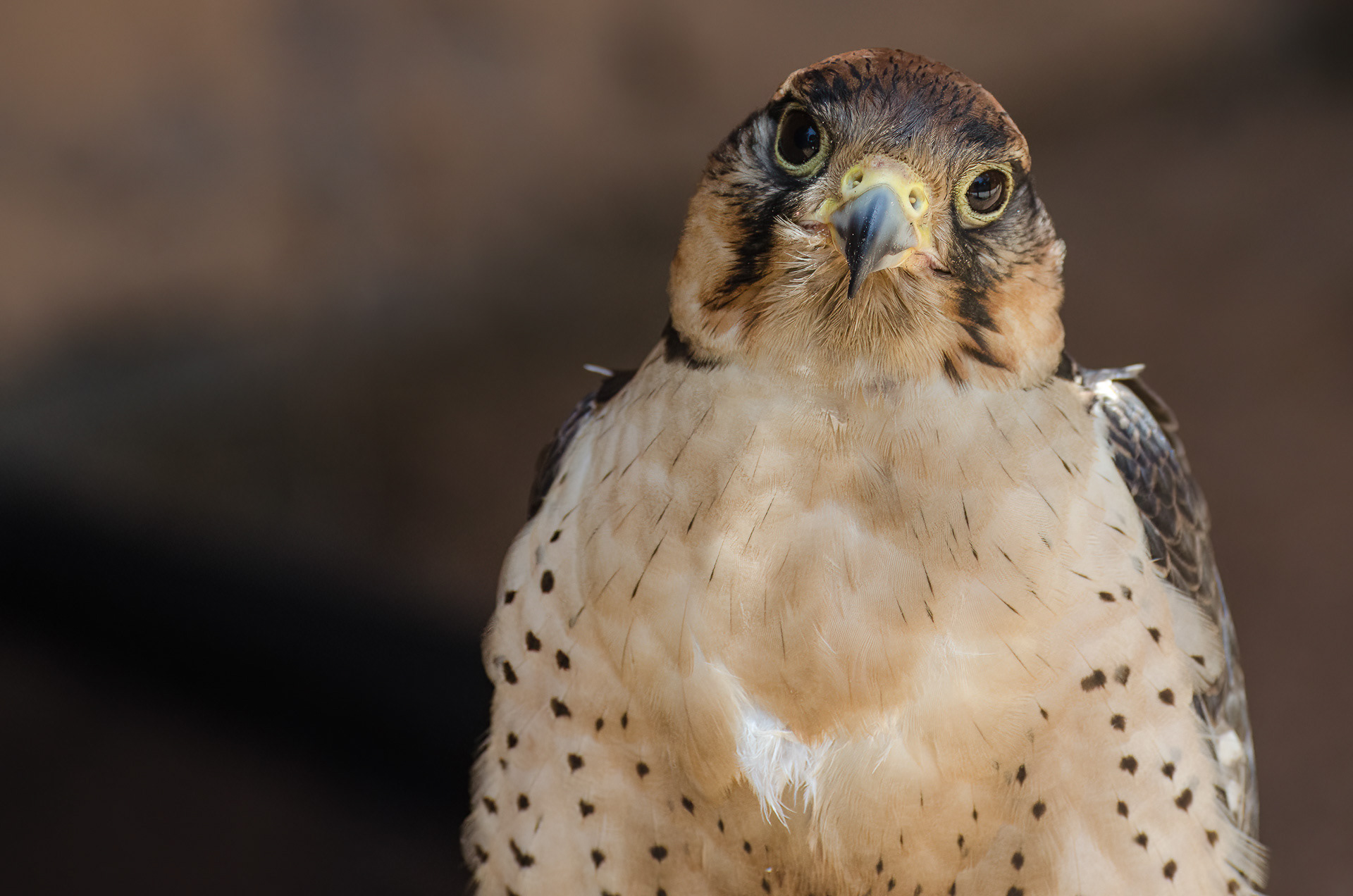 Falcon, Lanner (Falco biarmicus)