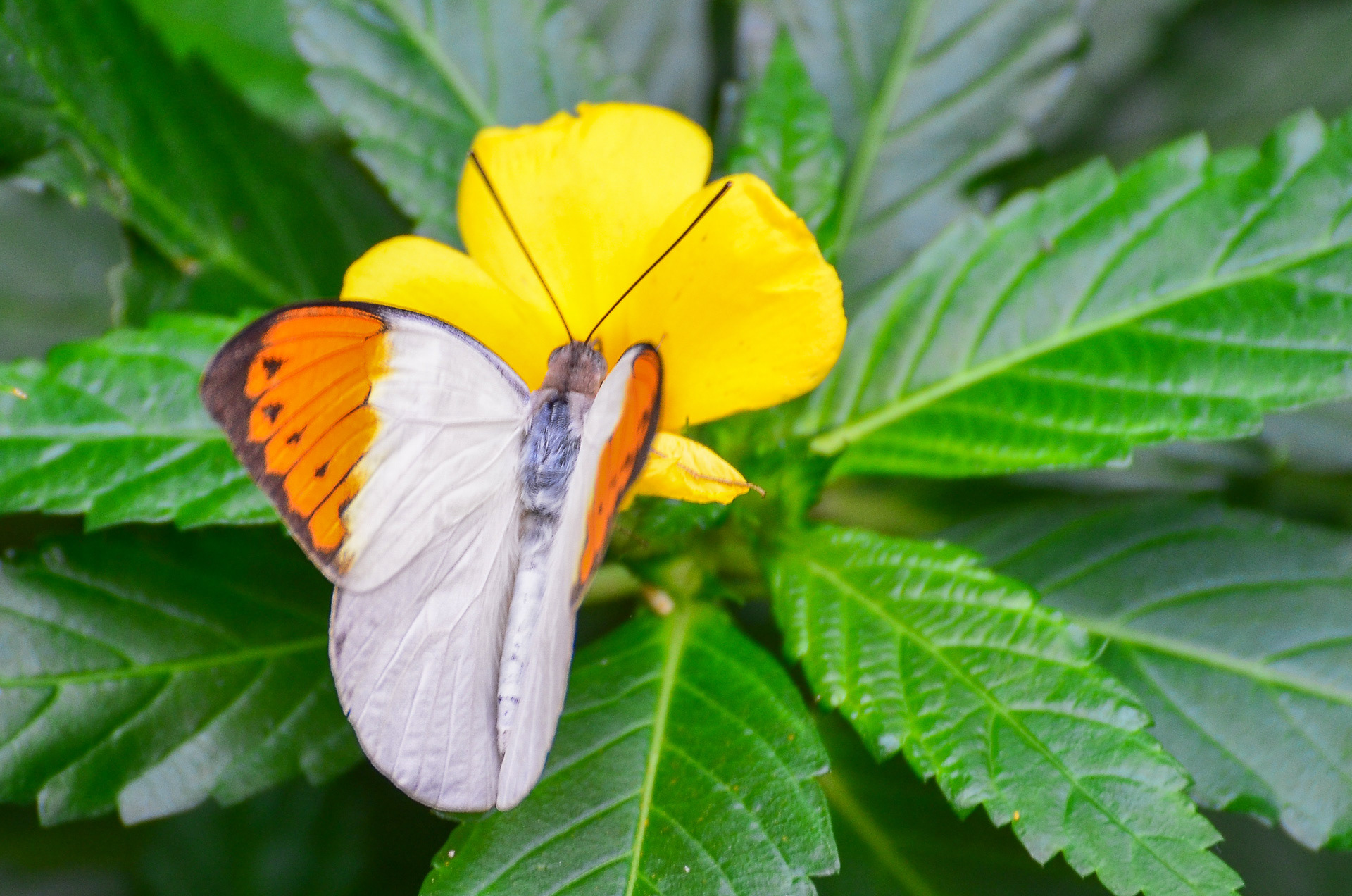 Great Orange-tip