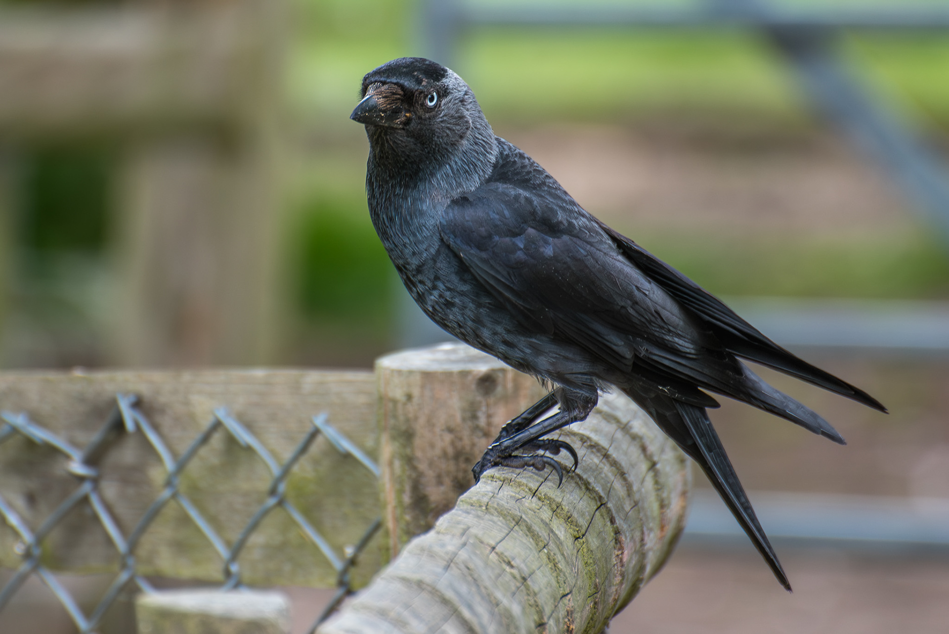 Jackdaw