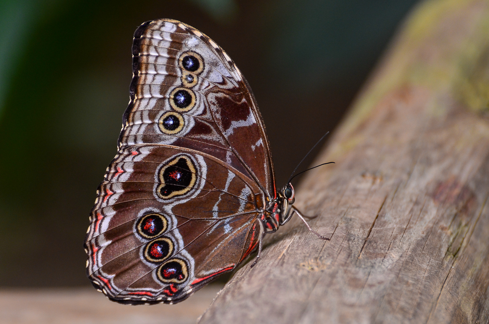Peleides Blue Morpho