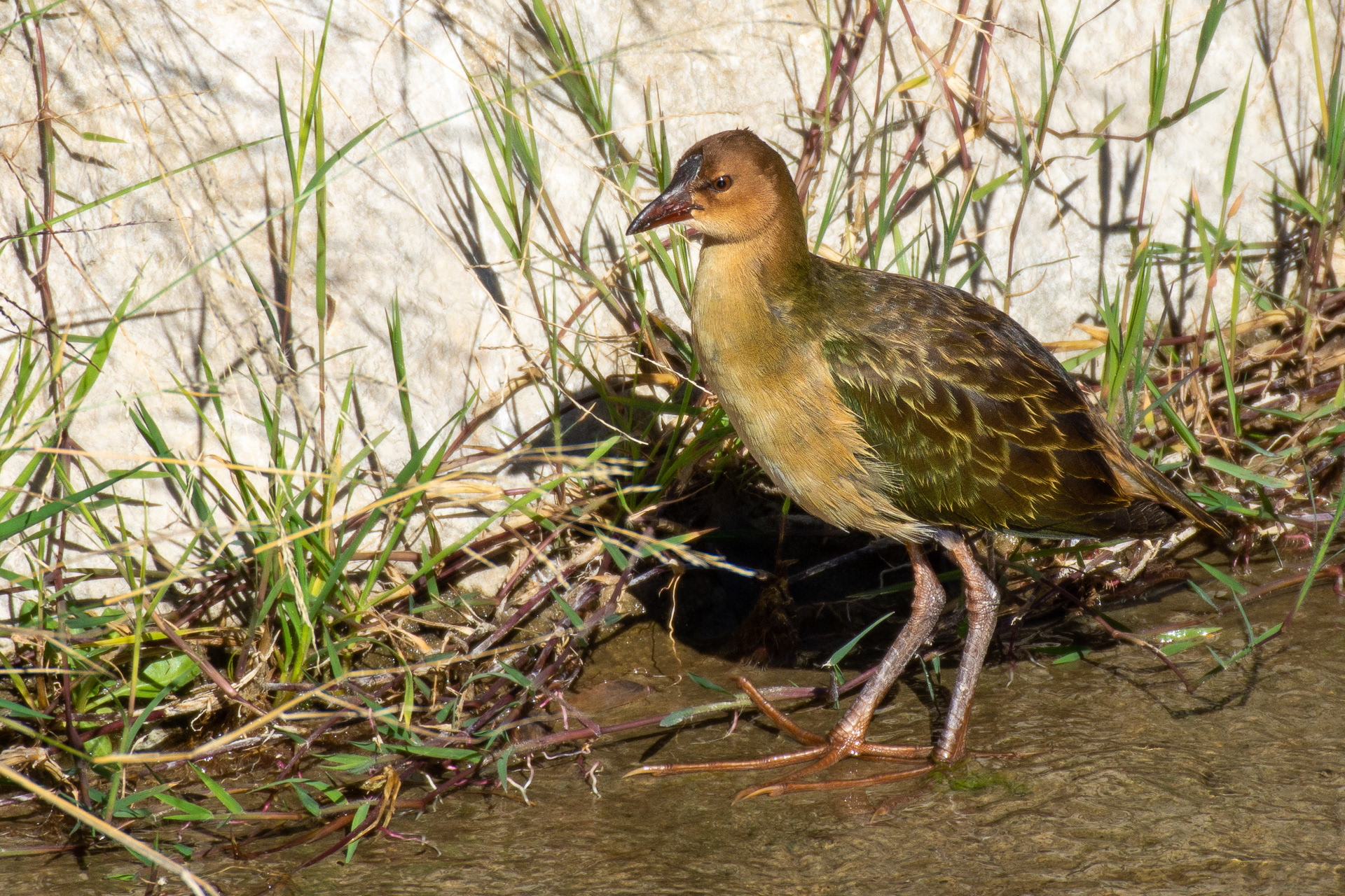 Gallinule, Allen's (Porphyrio alleni)