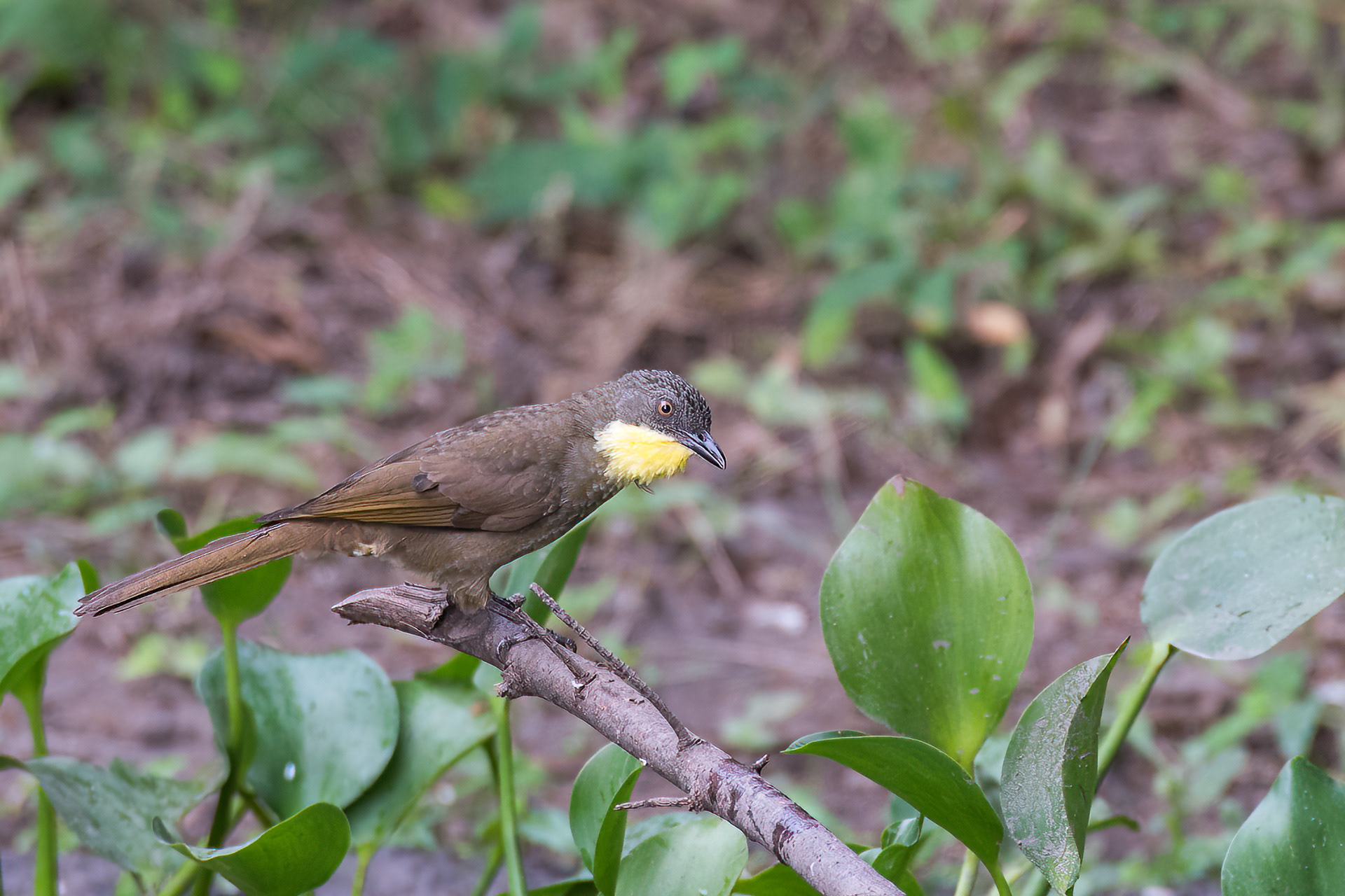 Leaflove, Yellow-throated (Atimastillas flavicollis)