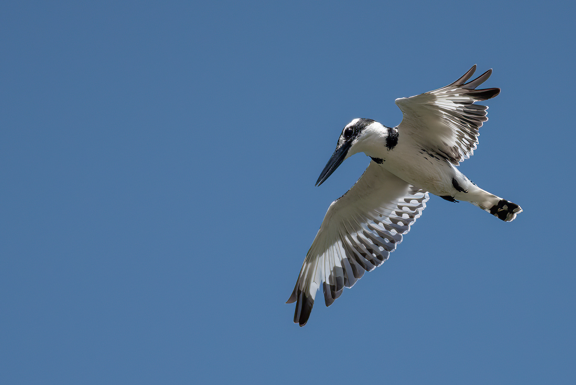 Pied Kingfisher (female)