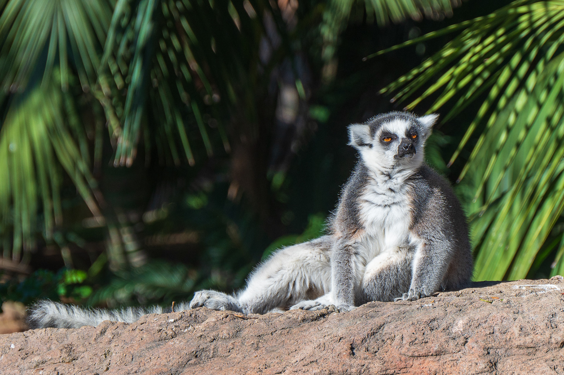 Lemur, Ring-tailed  (Lemur catta)