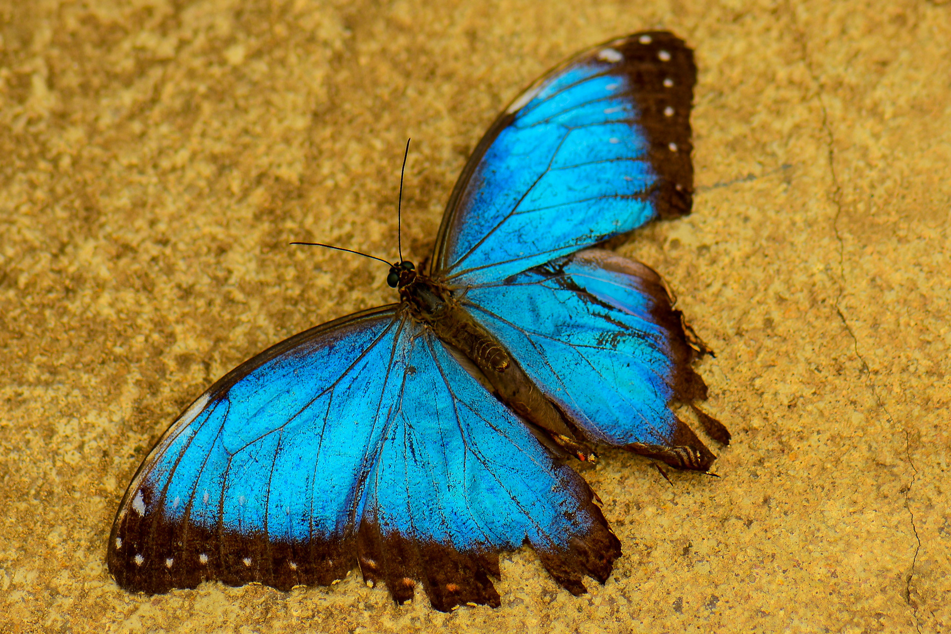 Peleides Blue Morpho