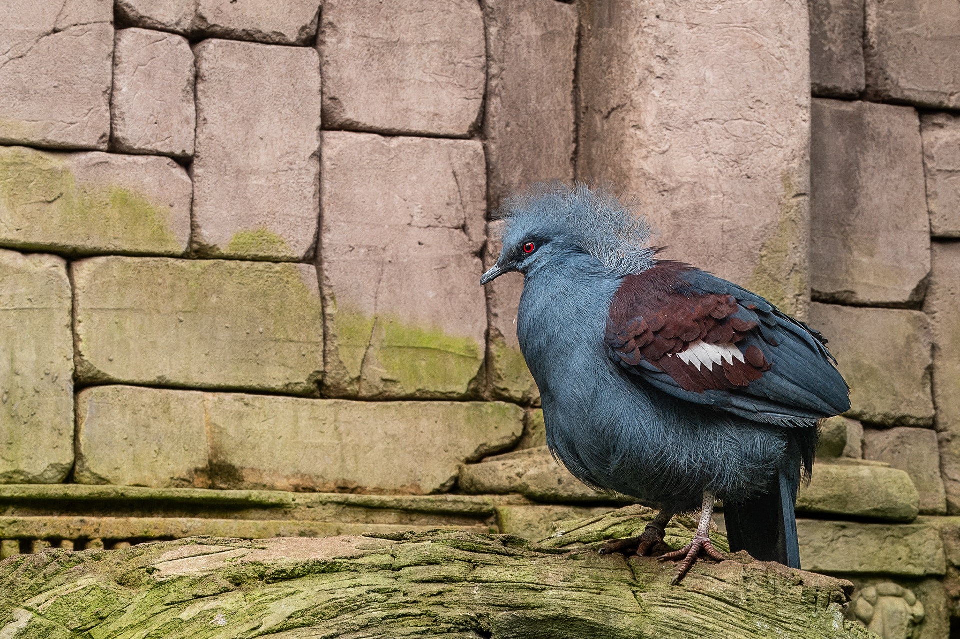 Western Crowned Pigeon